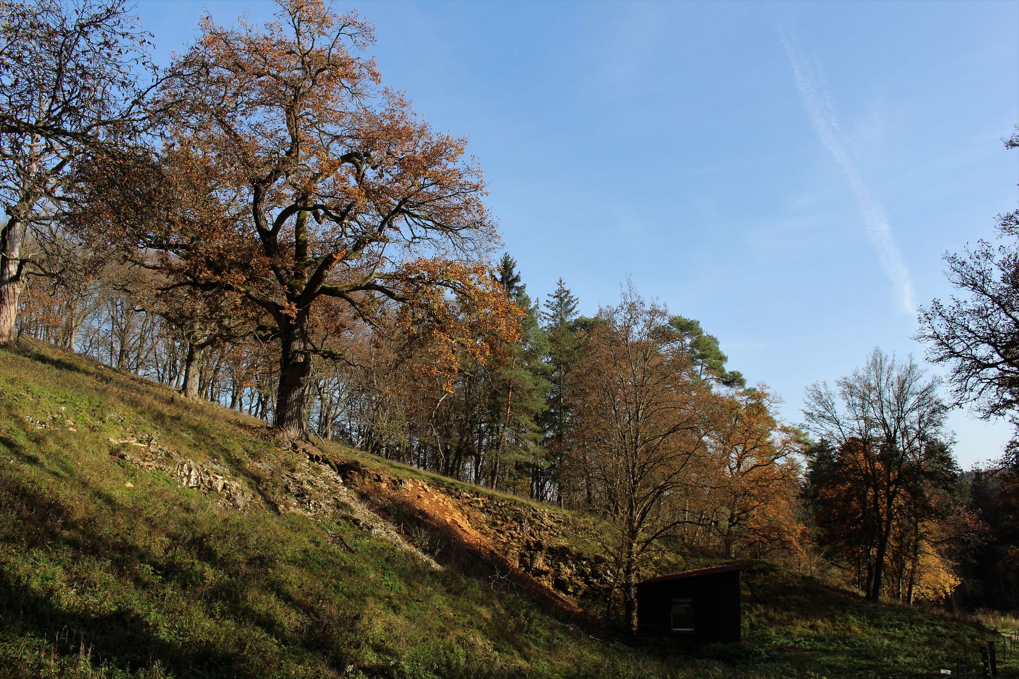 Alte Eiche an einem Geotop" an der Heusteige