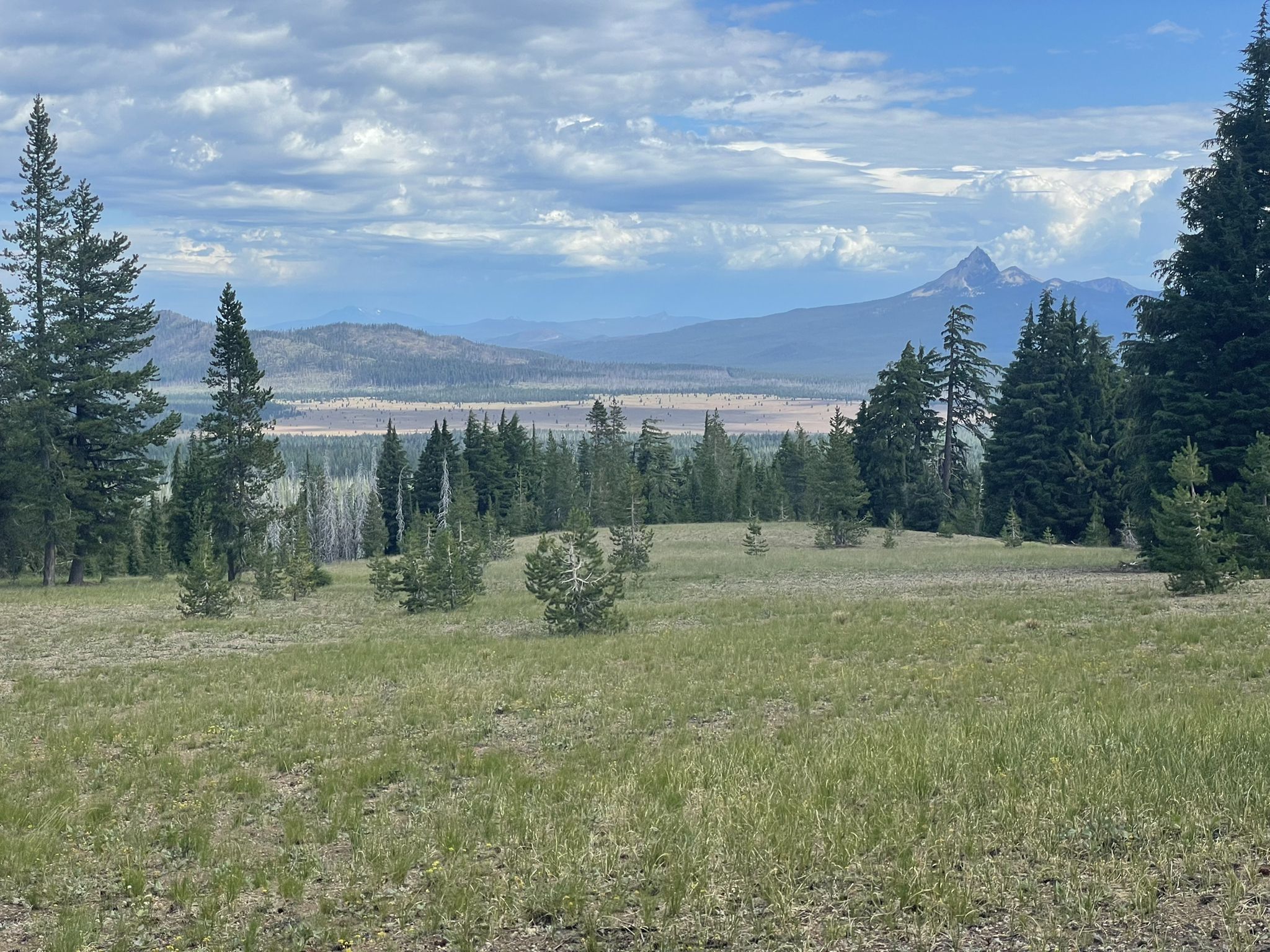 Distant mountain peak over a forested landscape with a grassy foreground under a cloudy sky. - Rim Trail