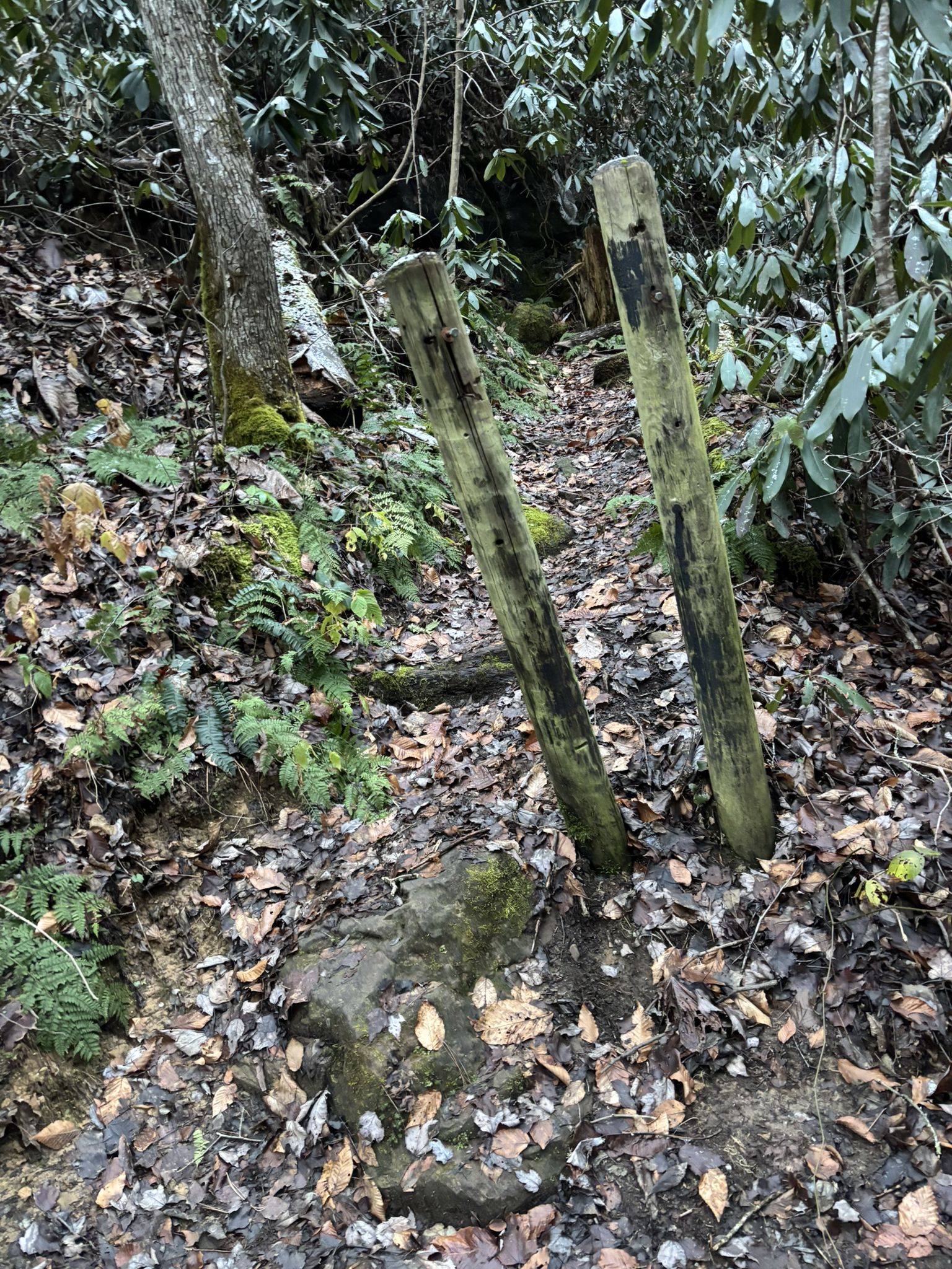 Two weathered wooden posts stand on a leafy, mossy forest floor. - Swift Camp Creek and Wildcat Trail Loop