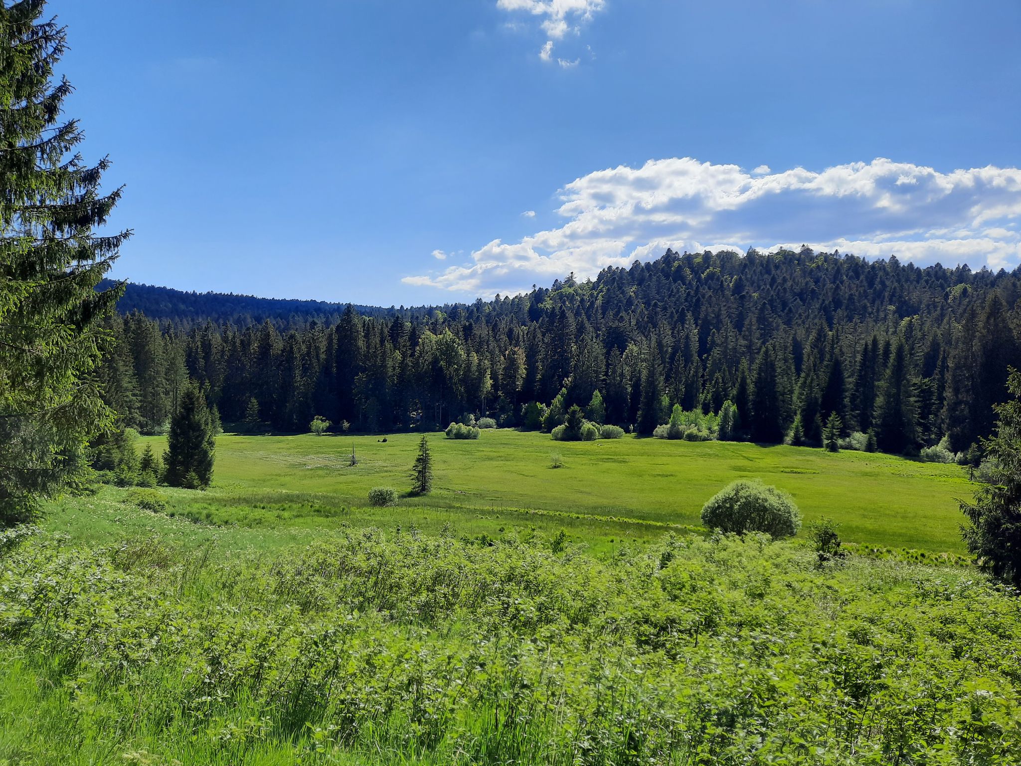 Lichtung auf dem Weg zur "Schwarzen Säge"