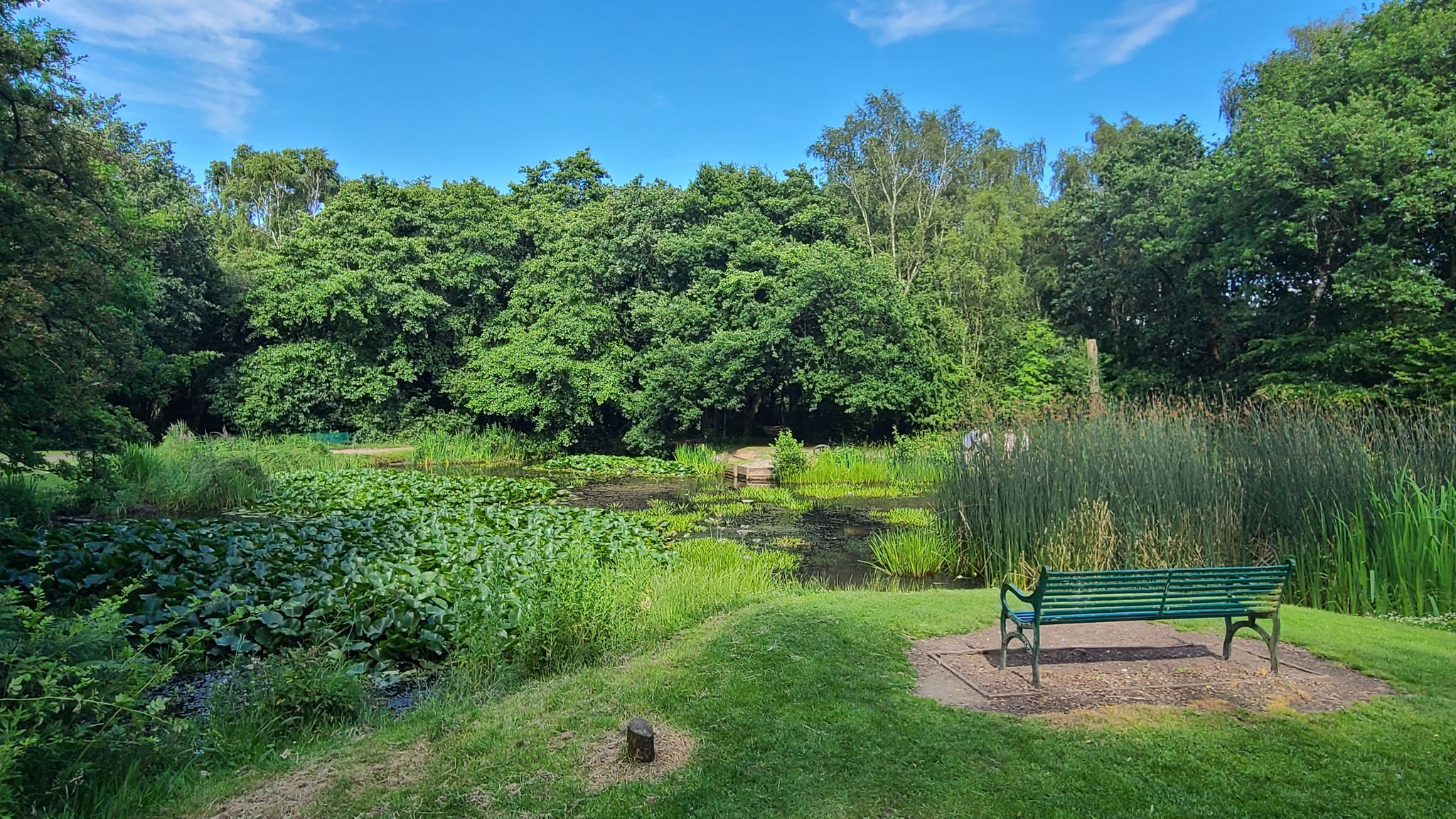 Duck Pond