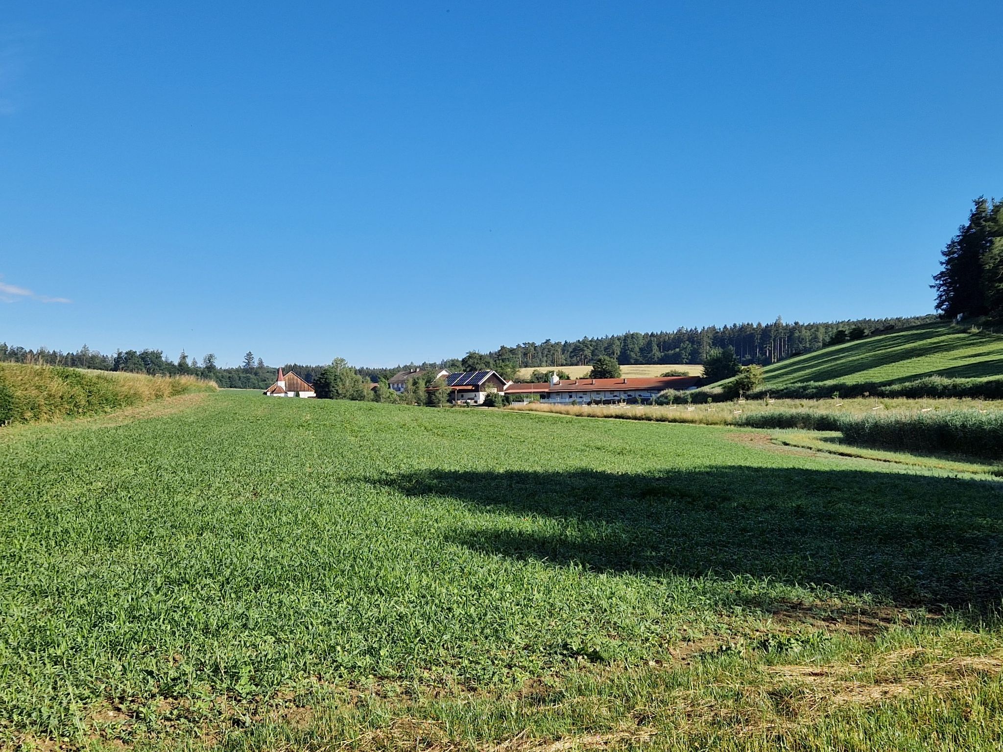 kirchthann