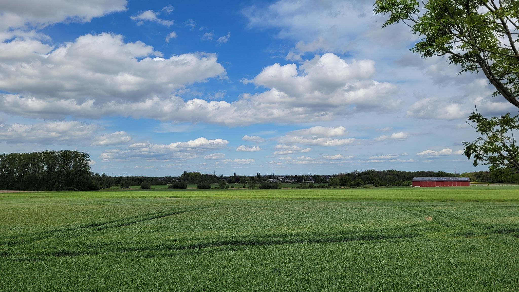 Die Euskirchener Heide