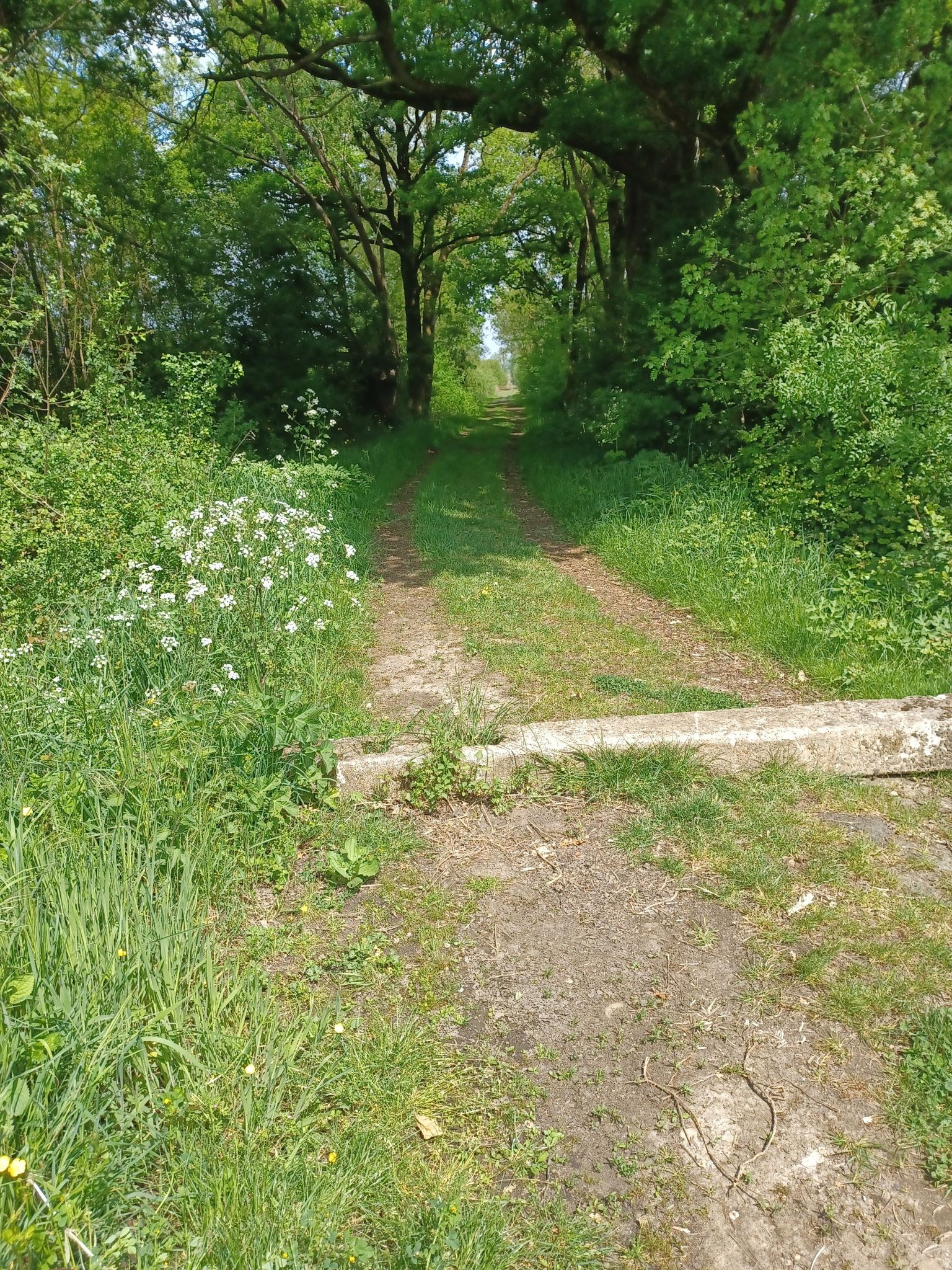 chemin vers le lac