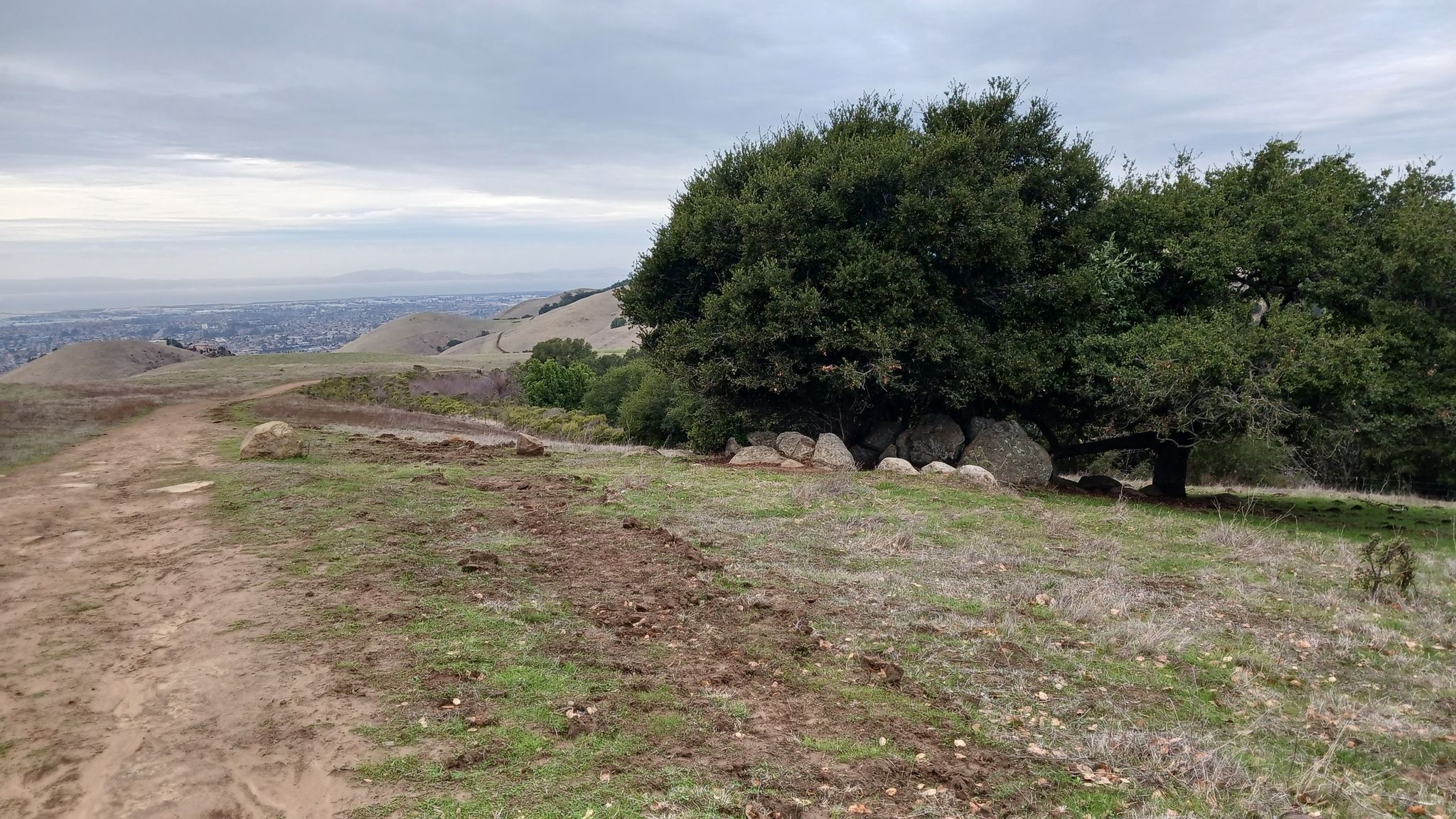 Dirt path on a grassy hill beside a large tree under a cloudy sky. - High Ridge, Meyers Ranch and Dry Creek Trail