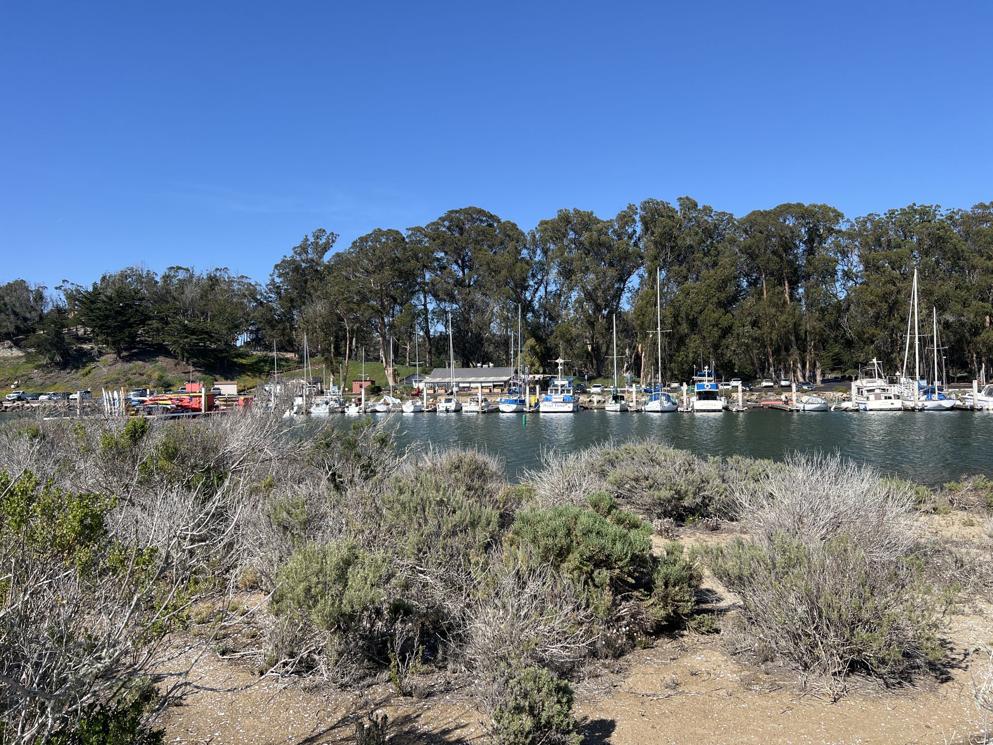 Marina with boats and dense trees, seen from behind dry scrubland, clear sky. - Morro Bay Harbor – Morro Bay — National Estuary loop from Morro Bay