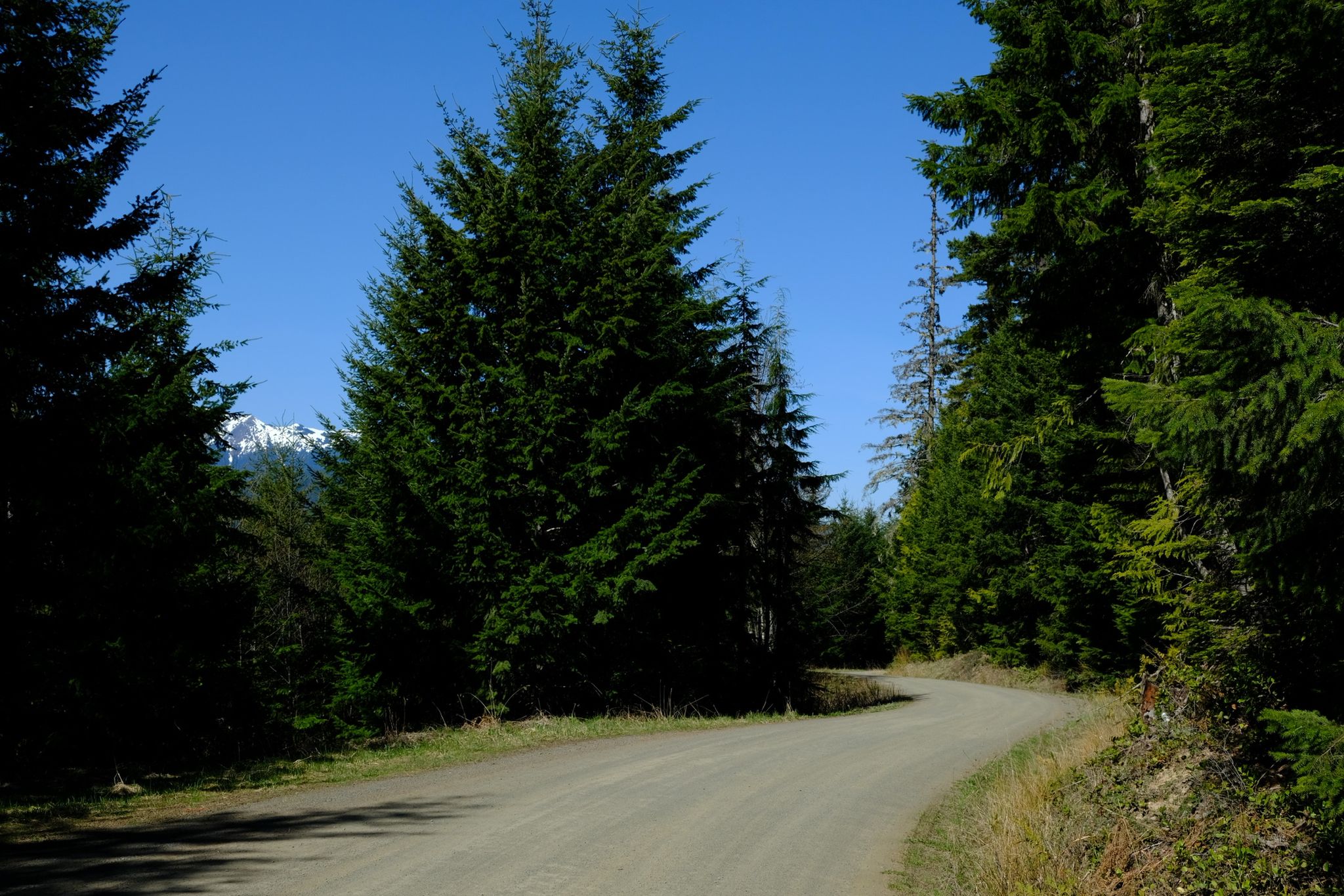A winding dirt road through evergreen forest under a clear blue sky. - Sleepy Hollow and Gold Creek Trail Loop