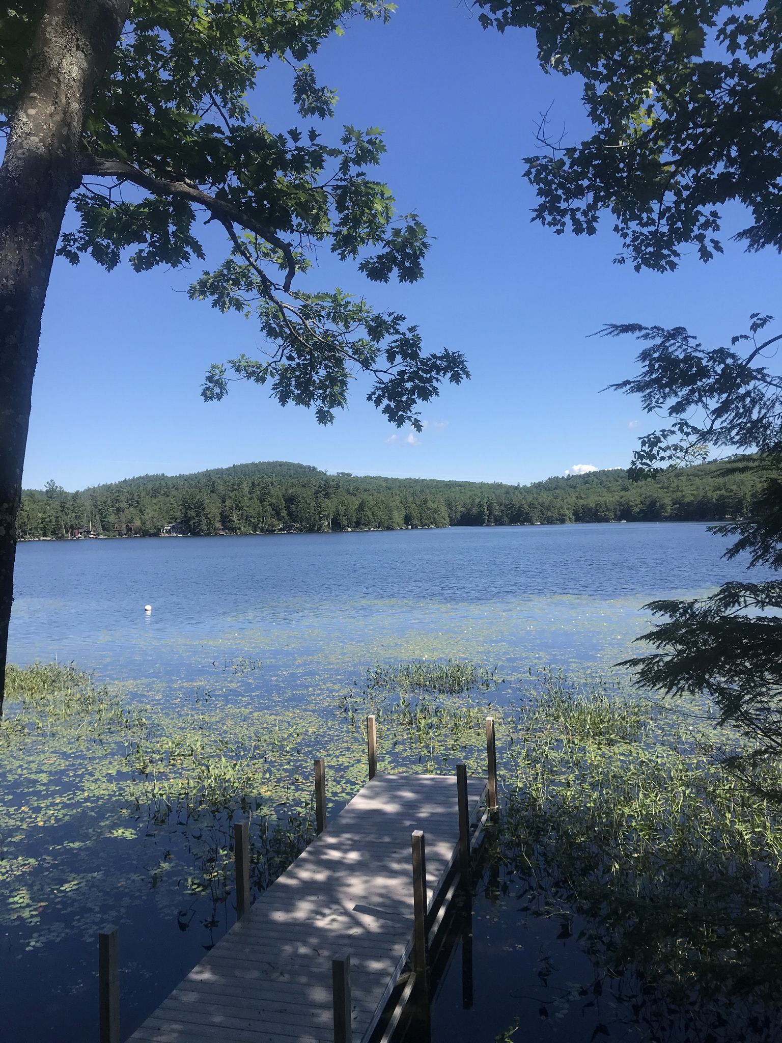 Wooden dock extends into a sunny lake with lily pads and forested hills. - Lake Sunapee – Kezar Lake loop from Lot 1