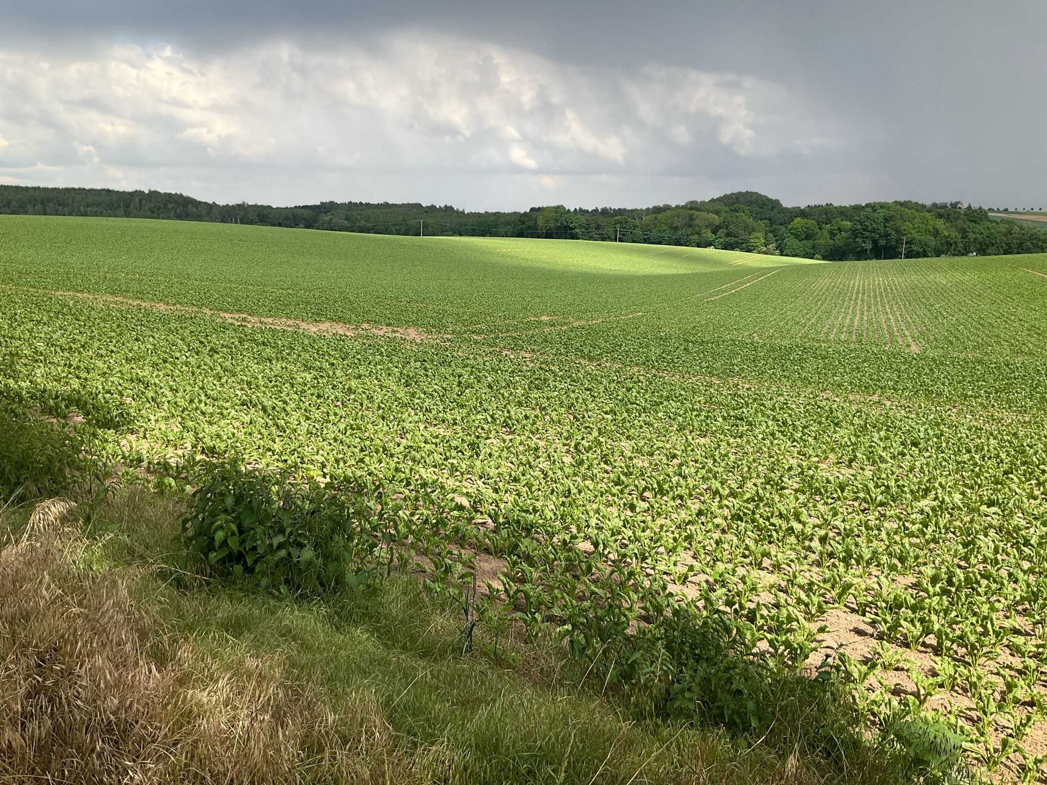 so langsam wird es ernst mit dem Wetter, es naht ein Unwetter
