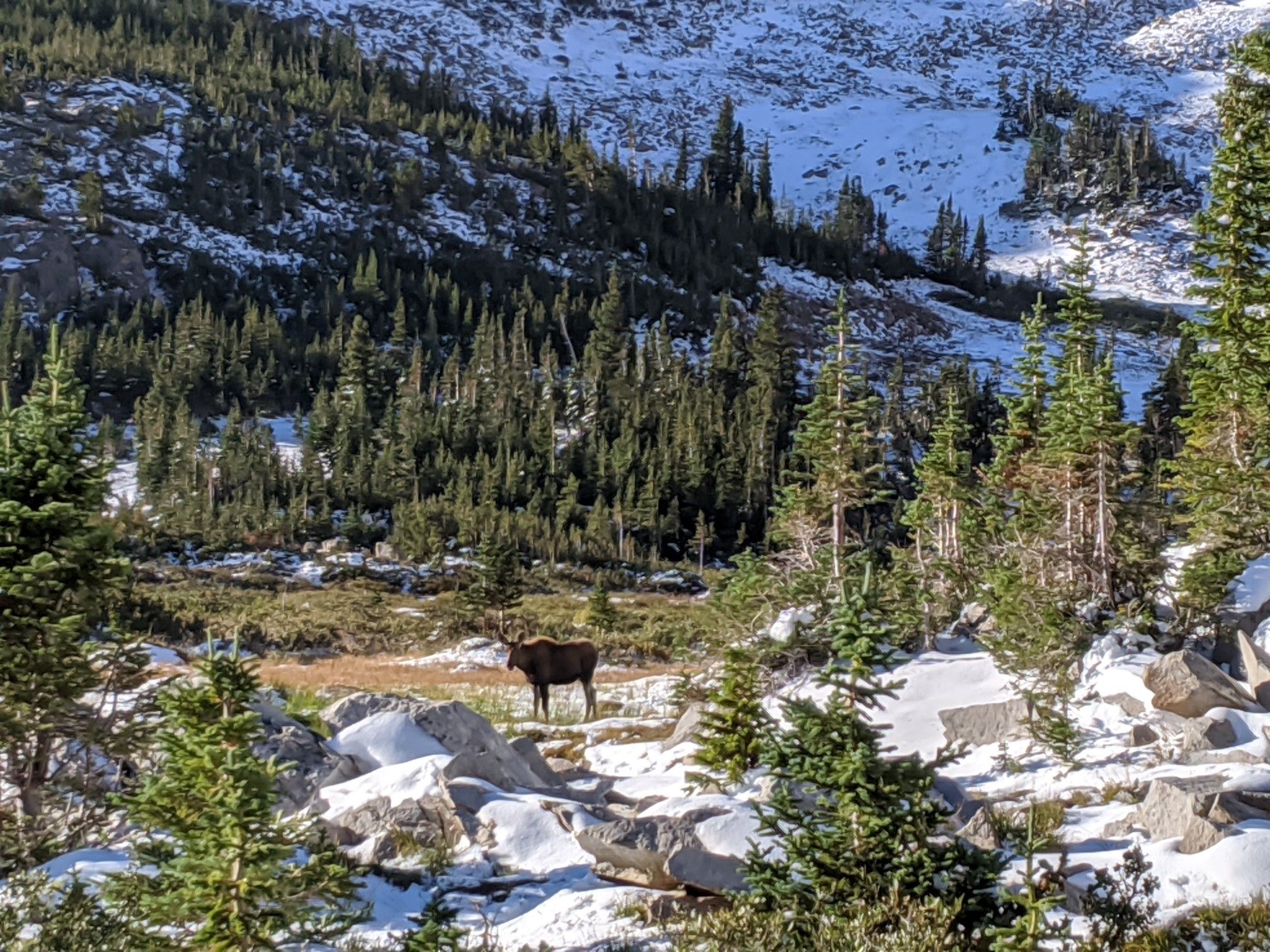A moose stands in a snowy clearing surrounded by evergreen trees and mountains. - Blue Lake via Mitchell Lake Trail