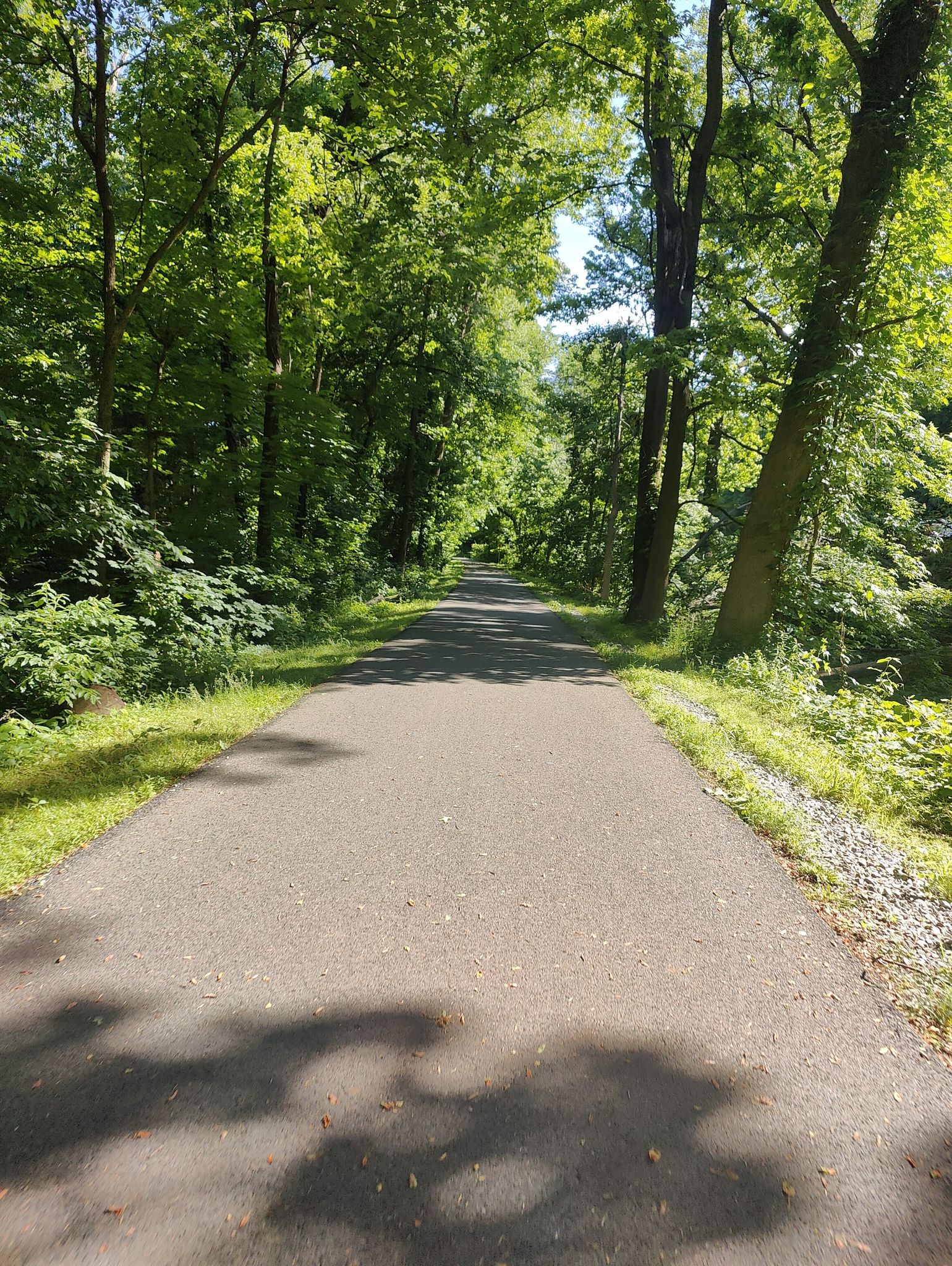 Paved path through a dense green forest on a bright, sunny day. - Tibbetts Brook Park Loop Trail
