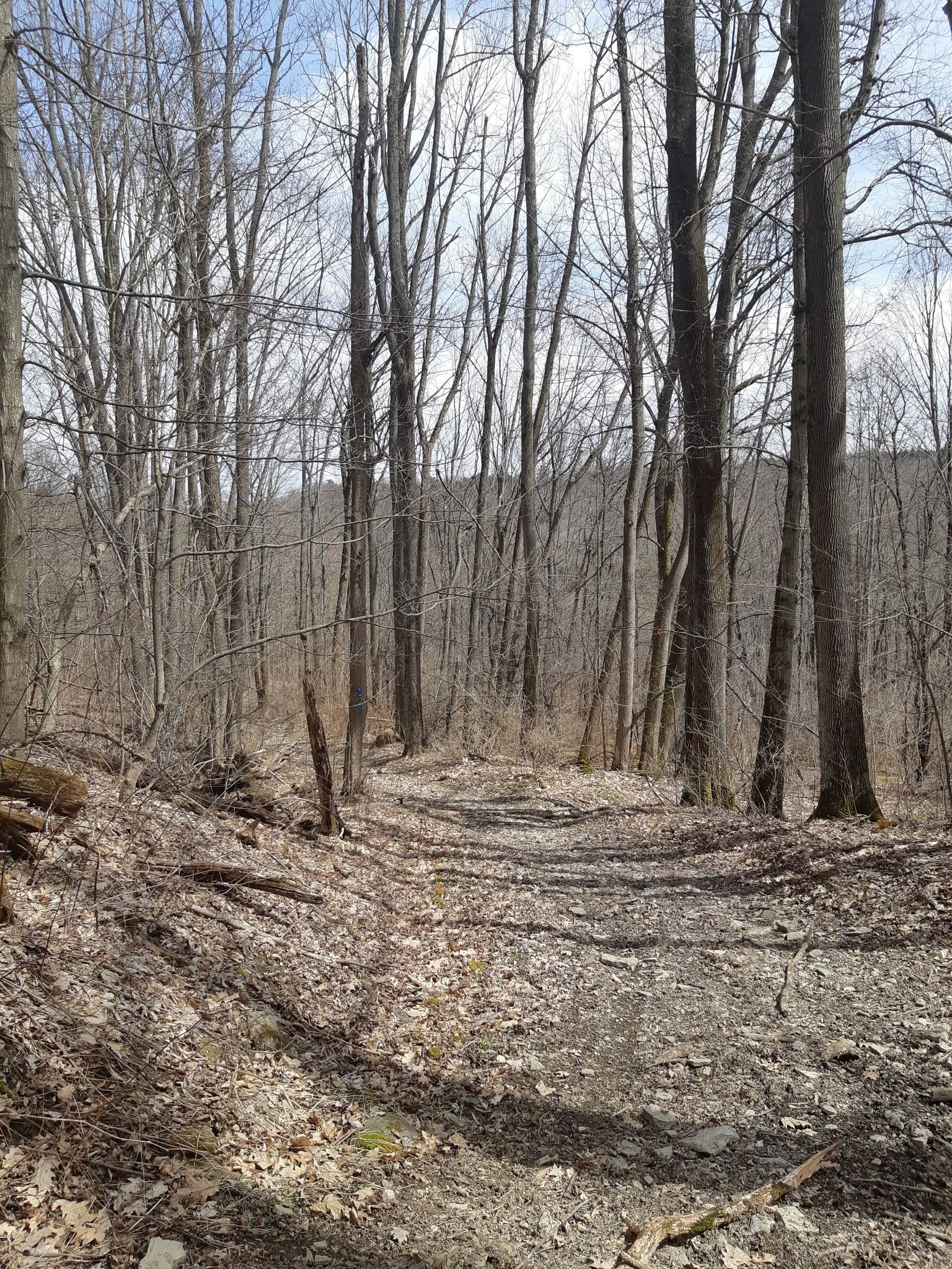 A dirt path winds through a bare winter forest under a bright sky. - Sugar Hill Fire Tower via Finger Lakes and Mohawk Trail