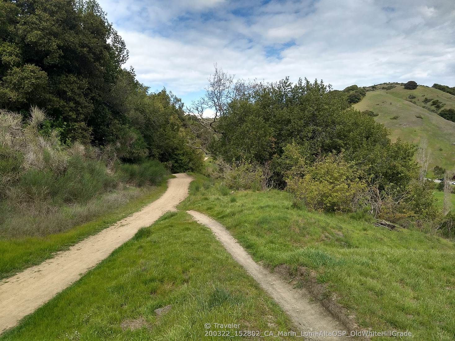 Two dirt paths diverging on a grassy hillside with green trees. - Glen Fire Rd Trailhead 🌳 loop from Piper Lane Presere