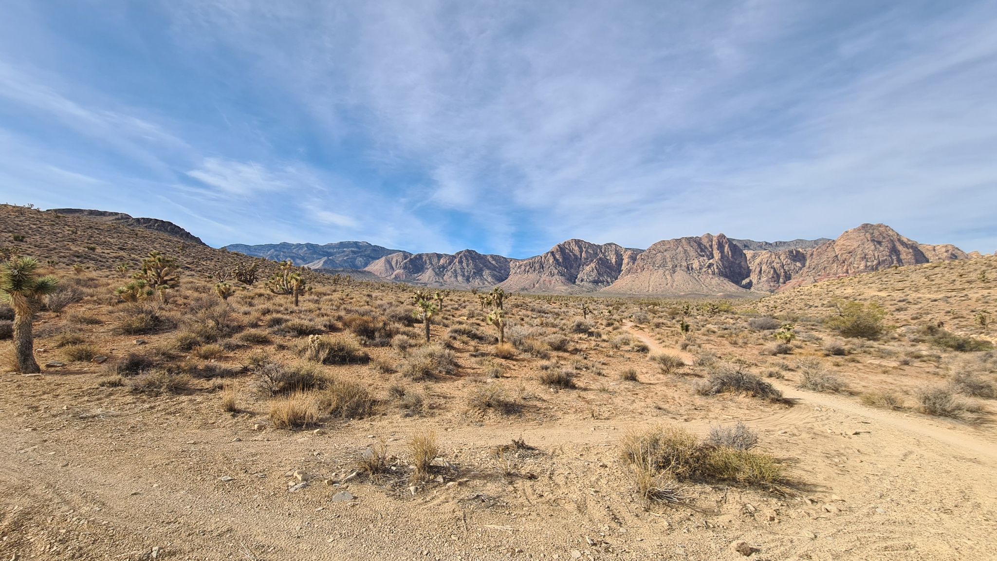 Wide desert panorama with numerous Joshua trees, scrub, and distant rugged mountains. - Mustang Loop – Cactus Slalom Trail loop from Late Night Trailhead Parking