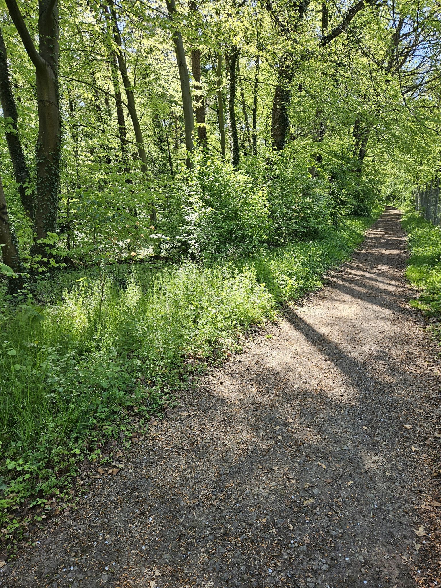 Wald + Natur