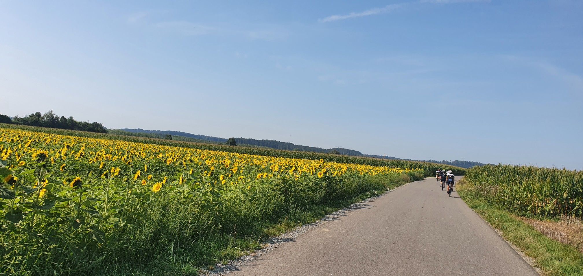 Durch die 🌻