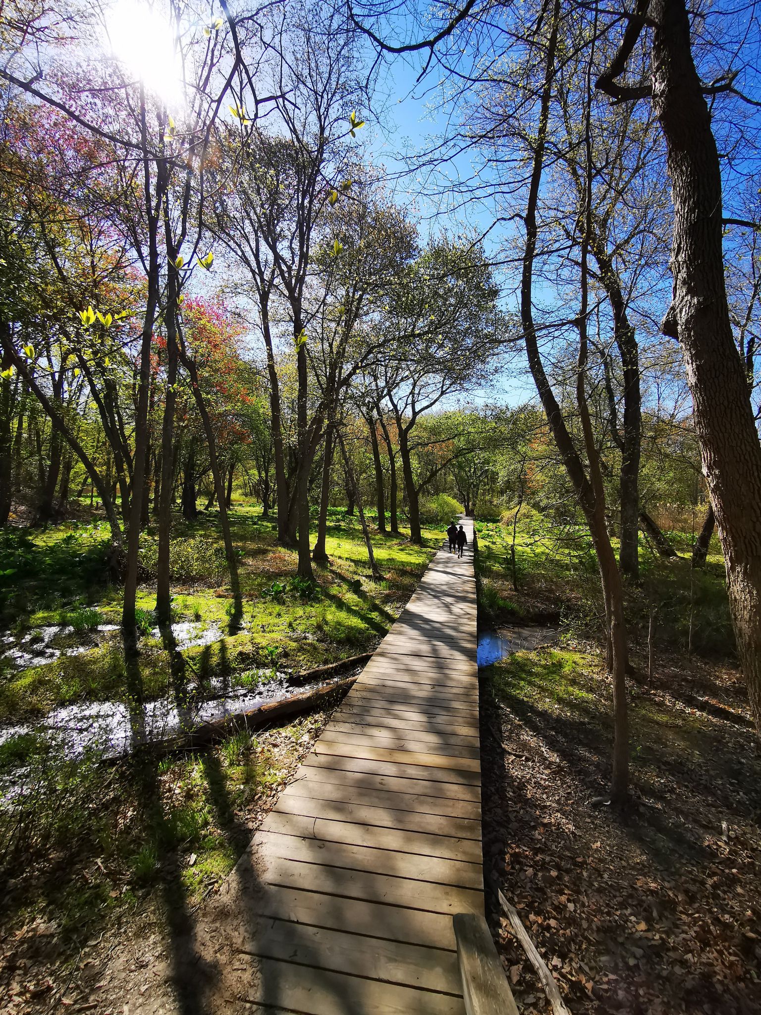 Sunny forest boardwalk with two distant figures, bright green foliage, and stream. - Cheesequake Green Trail