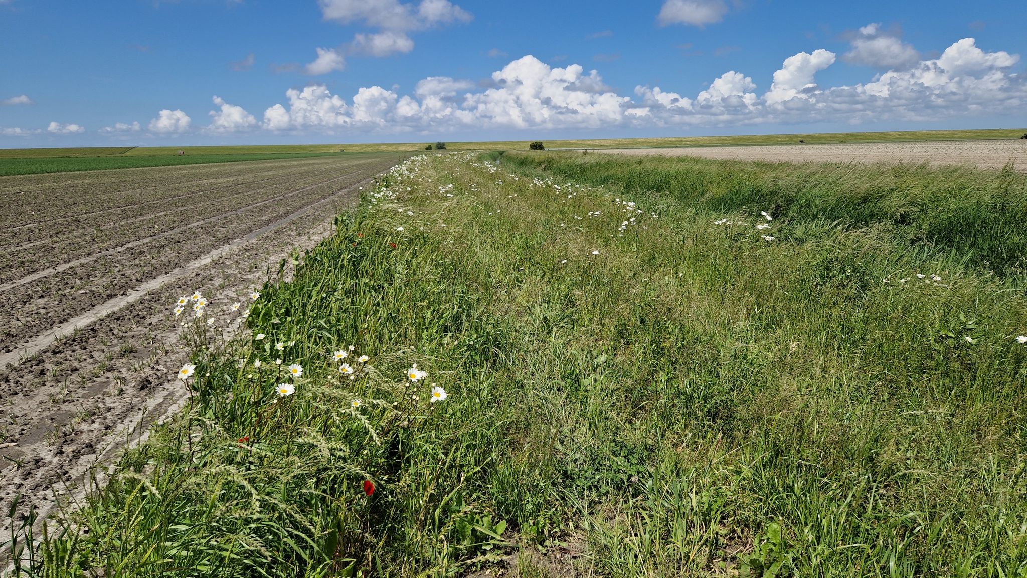 kijk naar de Waddendijk