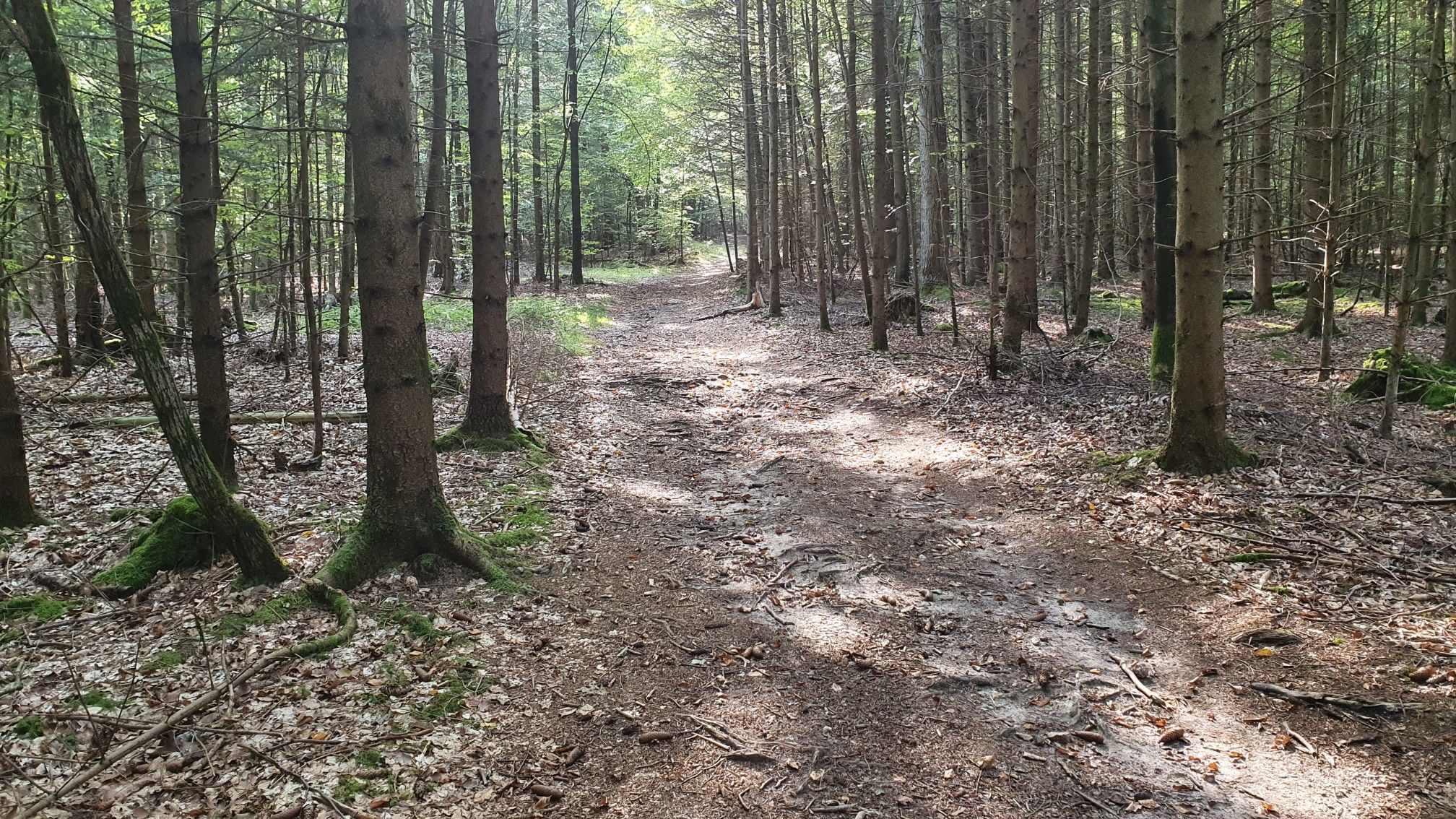 Schöner Trail zur Burgruine Schwarzenberg