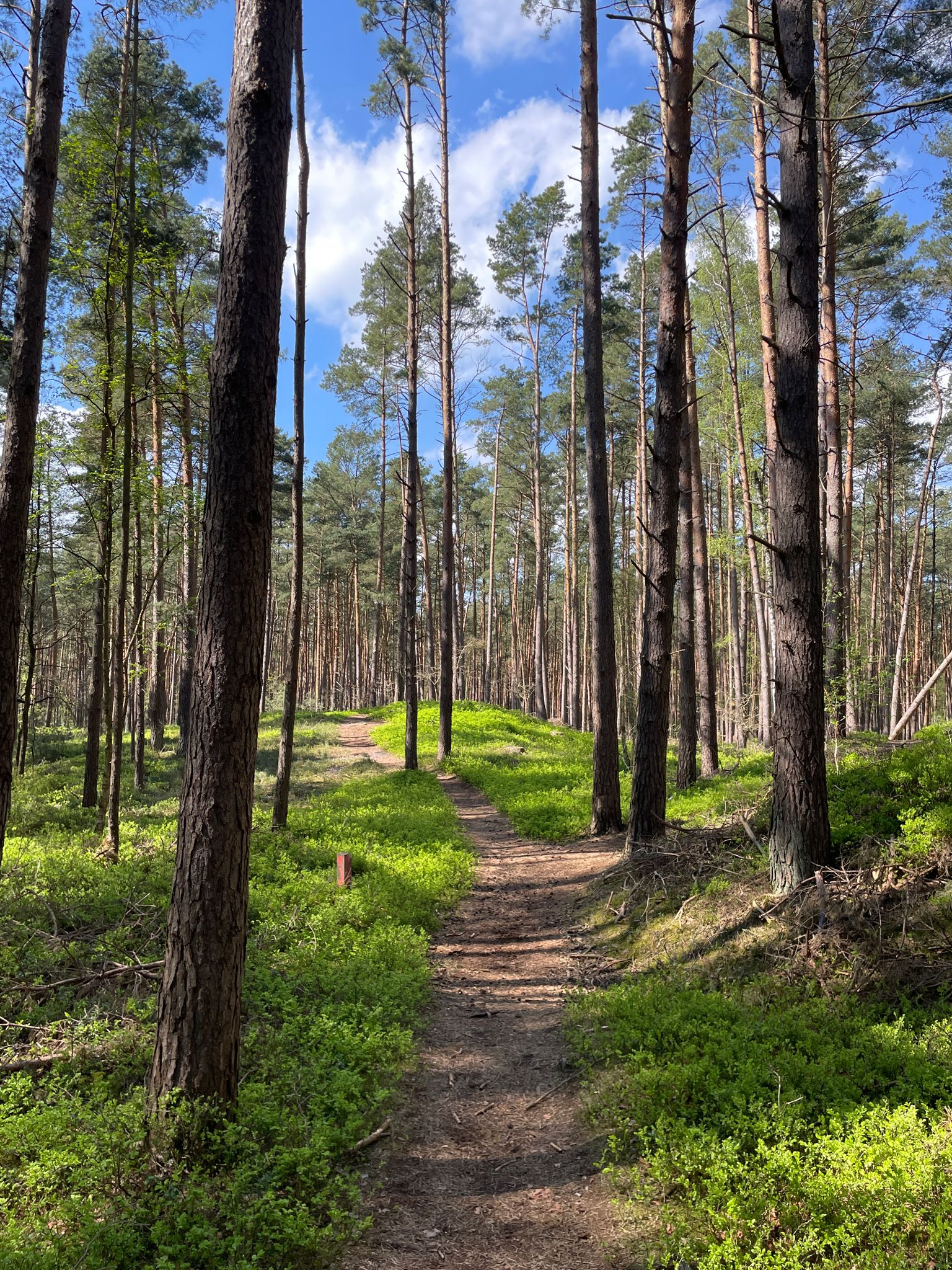 Trail im Lahberger Wald