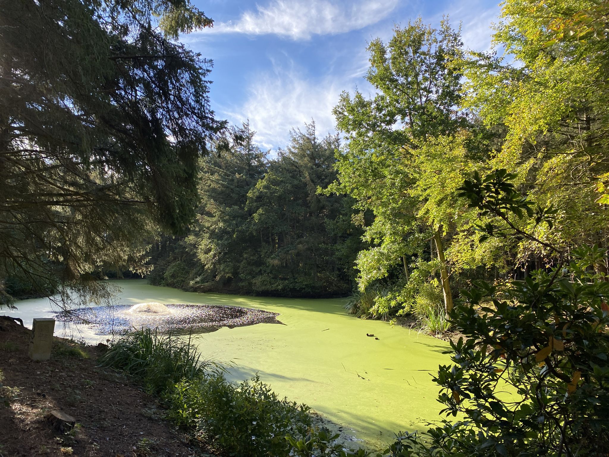 Kleiner idyllischer Waldteich