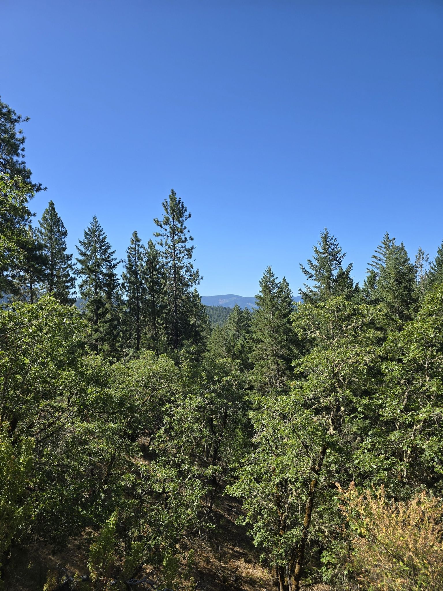 Dense forest of pine and deciduous trees under a clear blue sky. - Car loop from Cathedral Hills