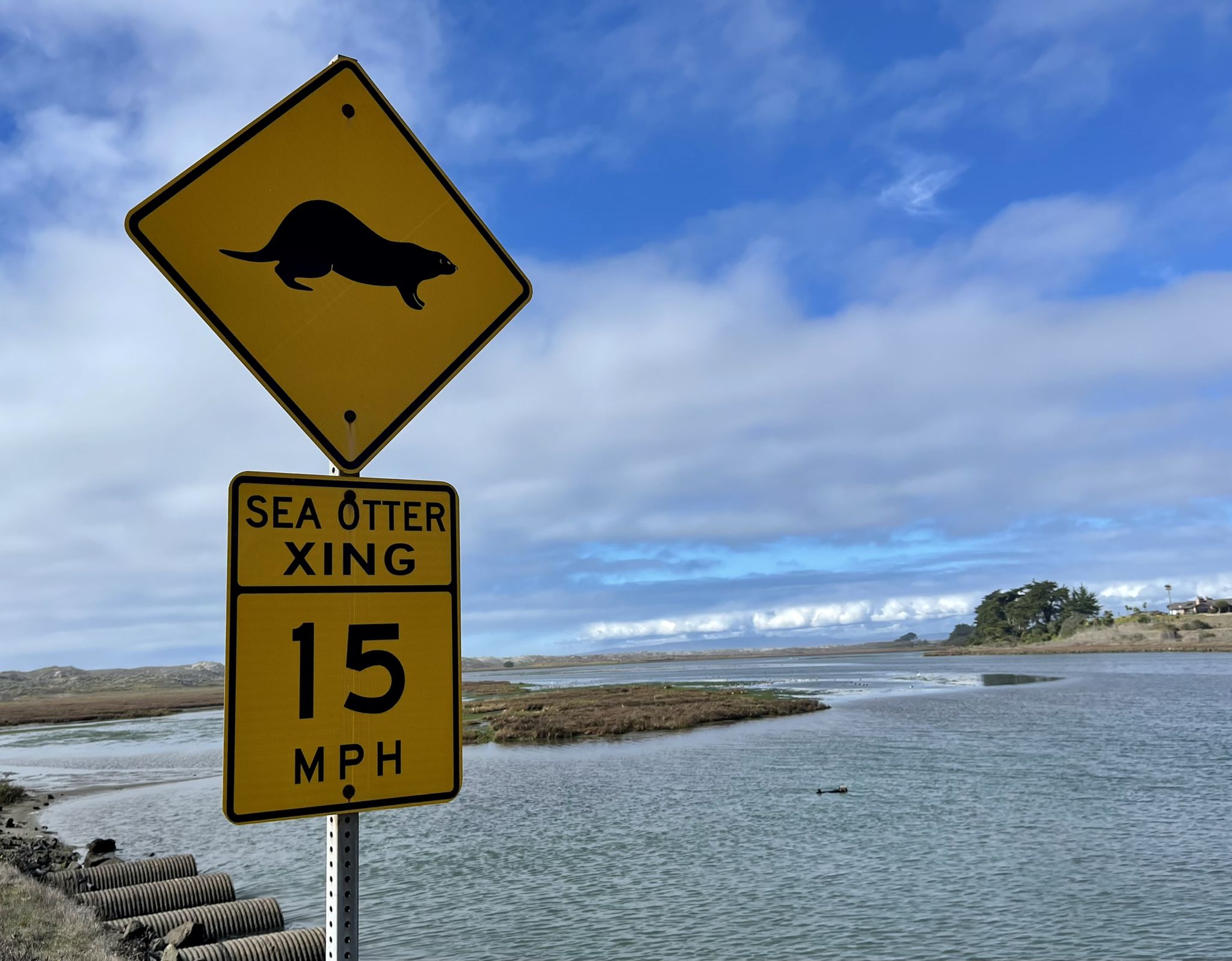 Yellow "Sea Otter XING" and "15 MPH" signs by a sunny body of water. - Elkhorn Slough and Moss Landing