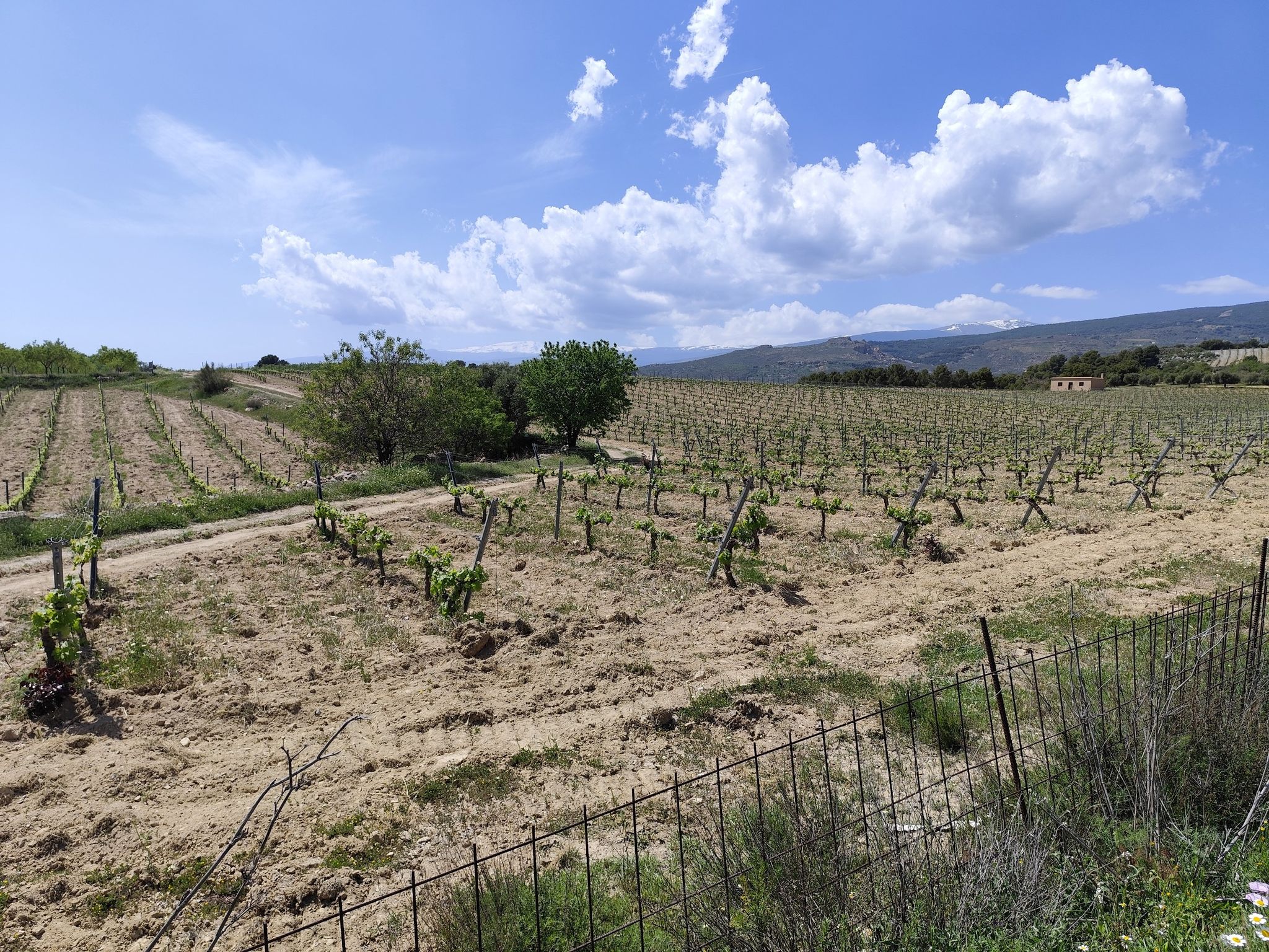 Weinberge auf 1000 hm