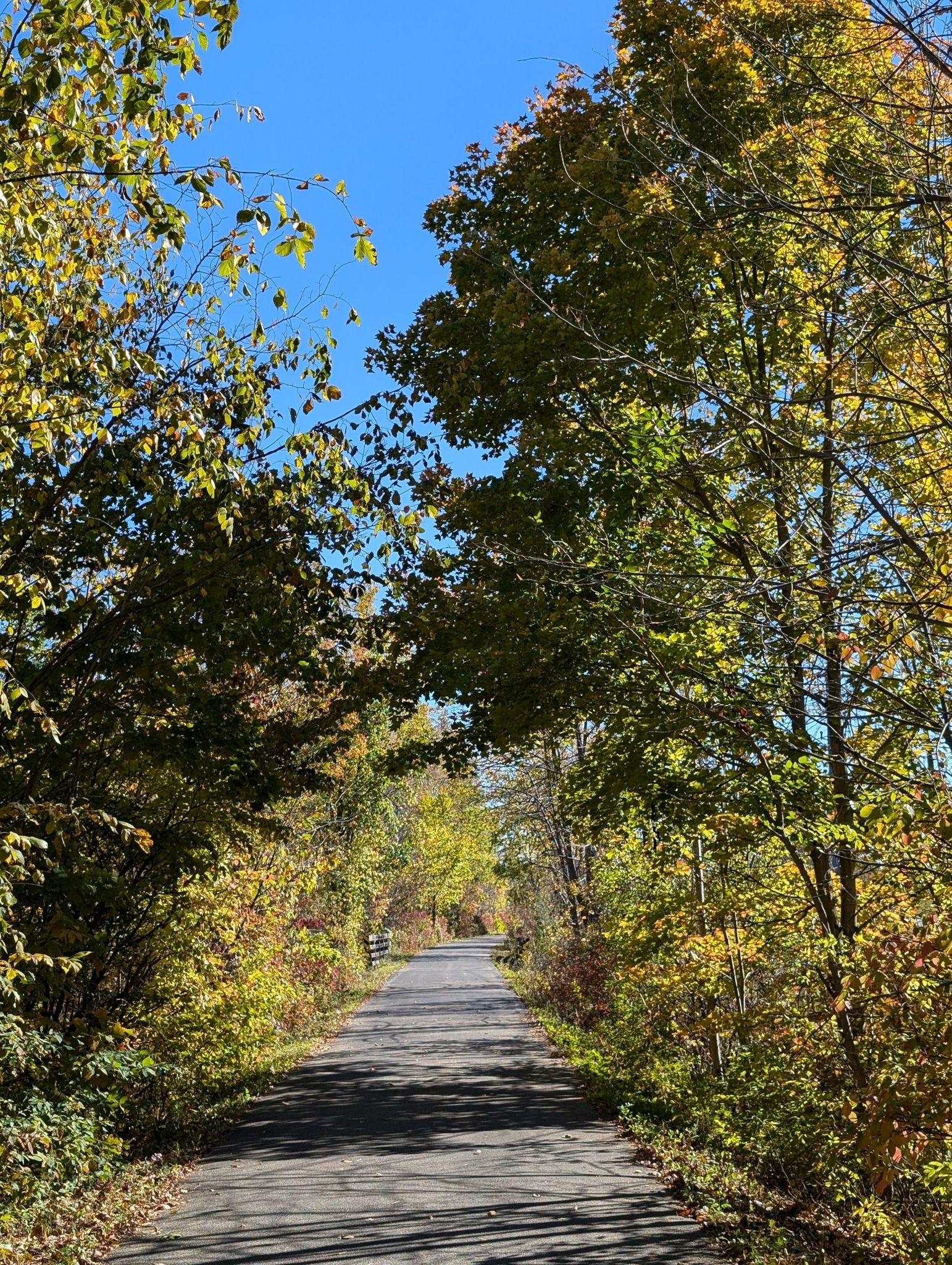 Paved path through vibrant autumn trees under a bright blue sky. - Milwaukee River loop from Gregg Preserve