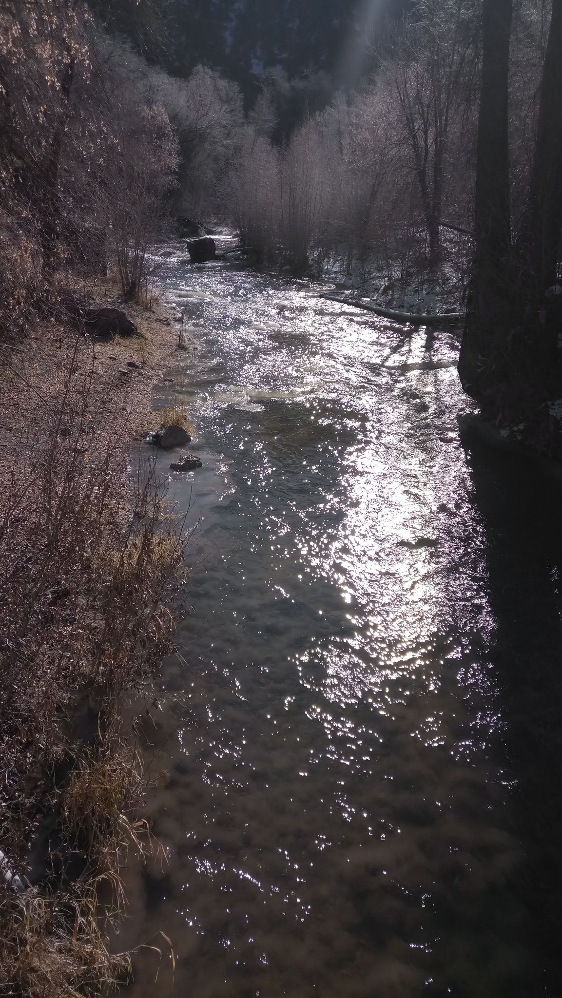Sunlit river flowing through a frosty winter forest with bare trees. - Three Forks Trailhead loop from Pullout #1