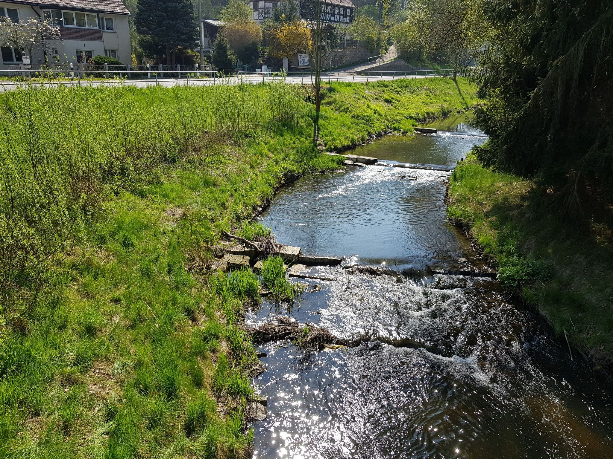 Weißer Schöps in Kunnersdorf