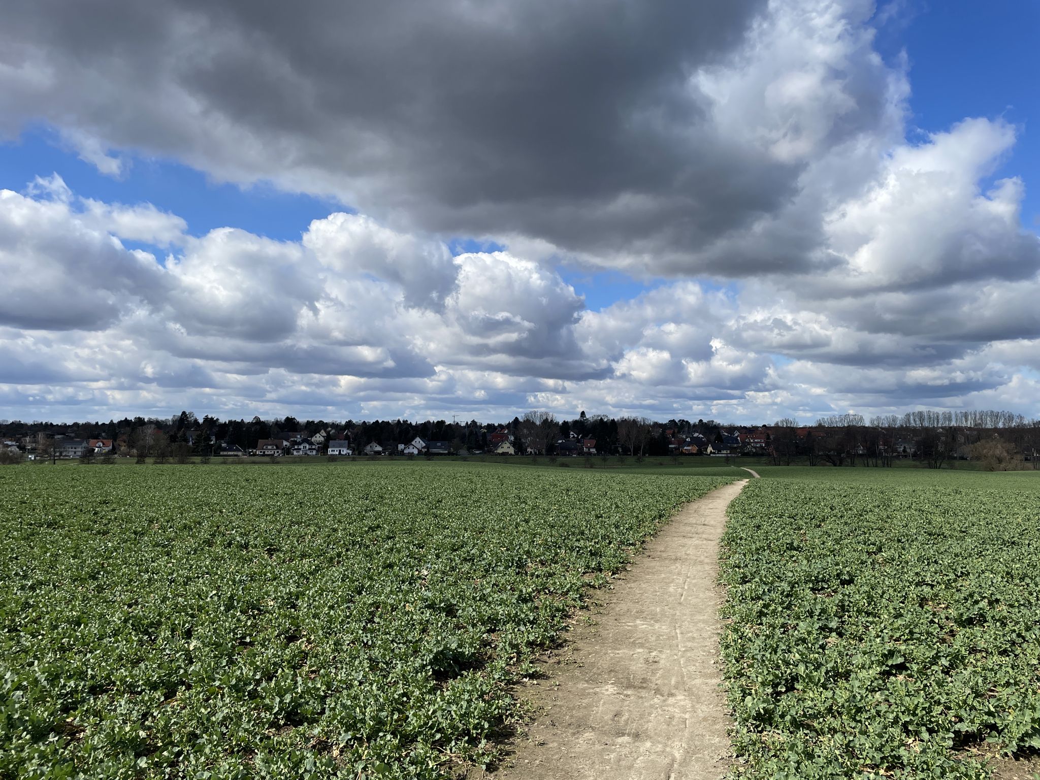 Mitten durch ein Feld führt der Weg von Neuenhagen .....