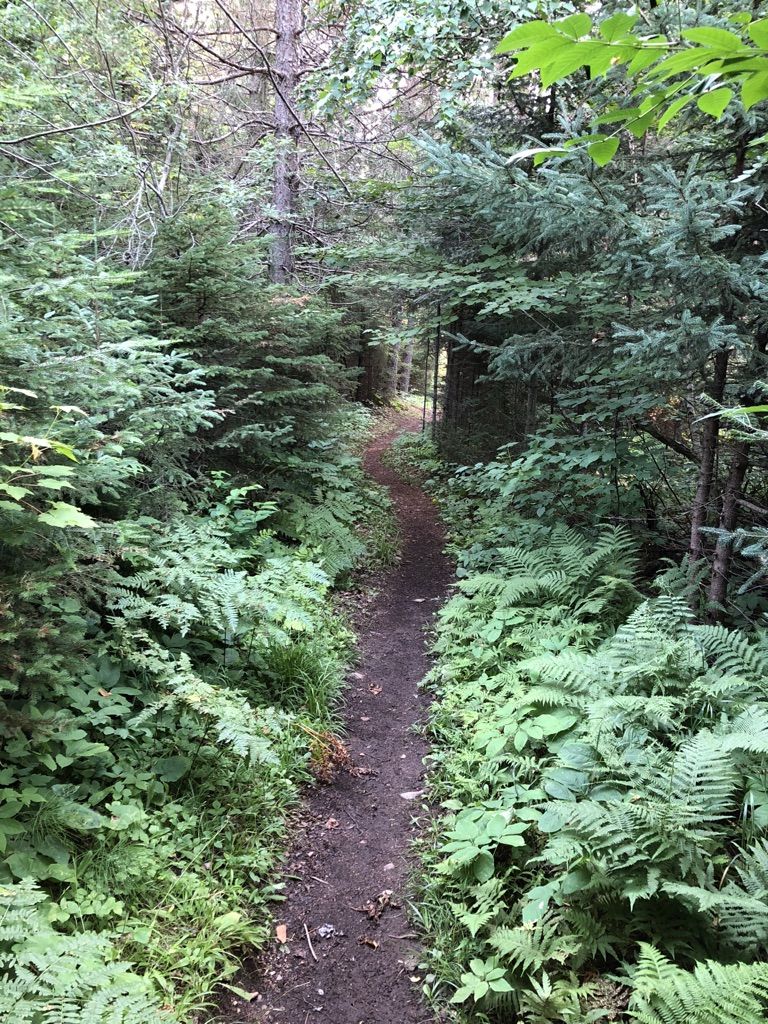 A narrow dirt path winds through a dense, shaded green forest. - Superior Hiking Trail: Cramer Road to Caribou Falls