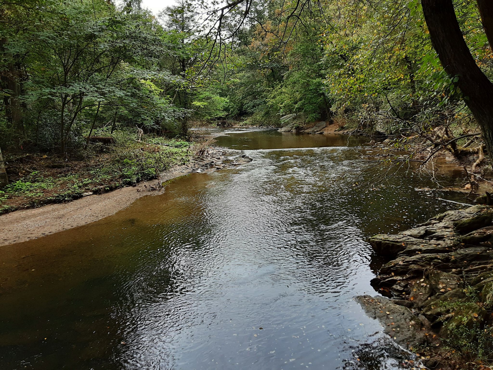 A calm river flows through a dense green forest under soft, overcast light. - Forbidden Drive and Orange Trail Loop