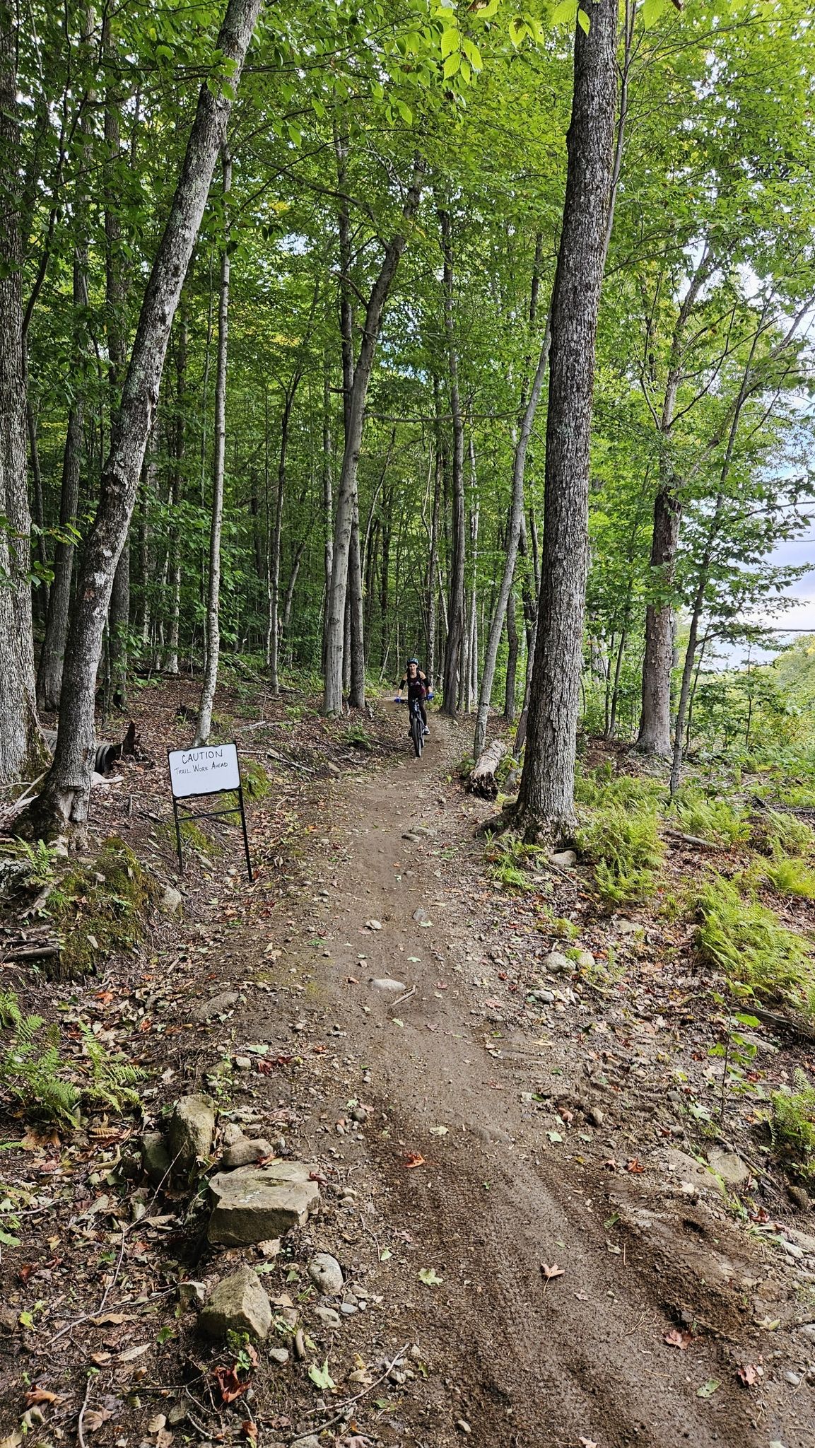 A mountain biker rides a dirt trail through a sun-dappled green forest. - Norris Hill Trail loop from The Hummingbird Center