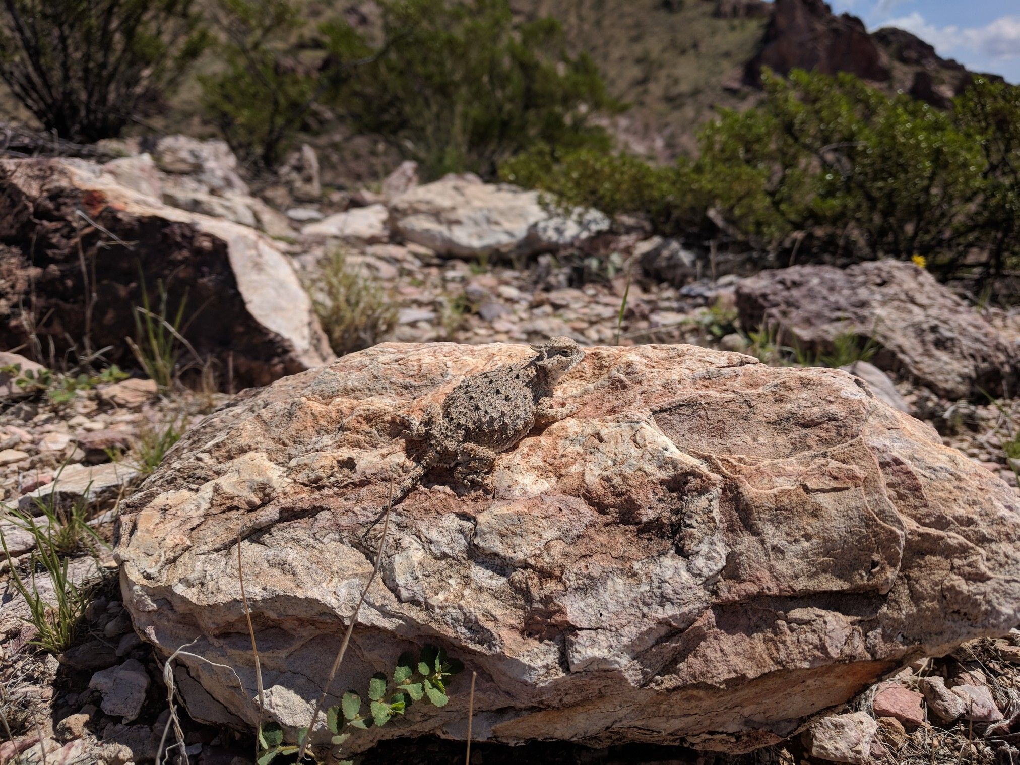 A small, camouflaged lizard rests on a textured rock in an arid landscape. - Picacho Mountain