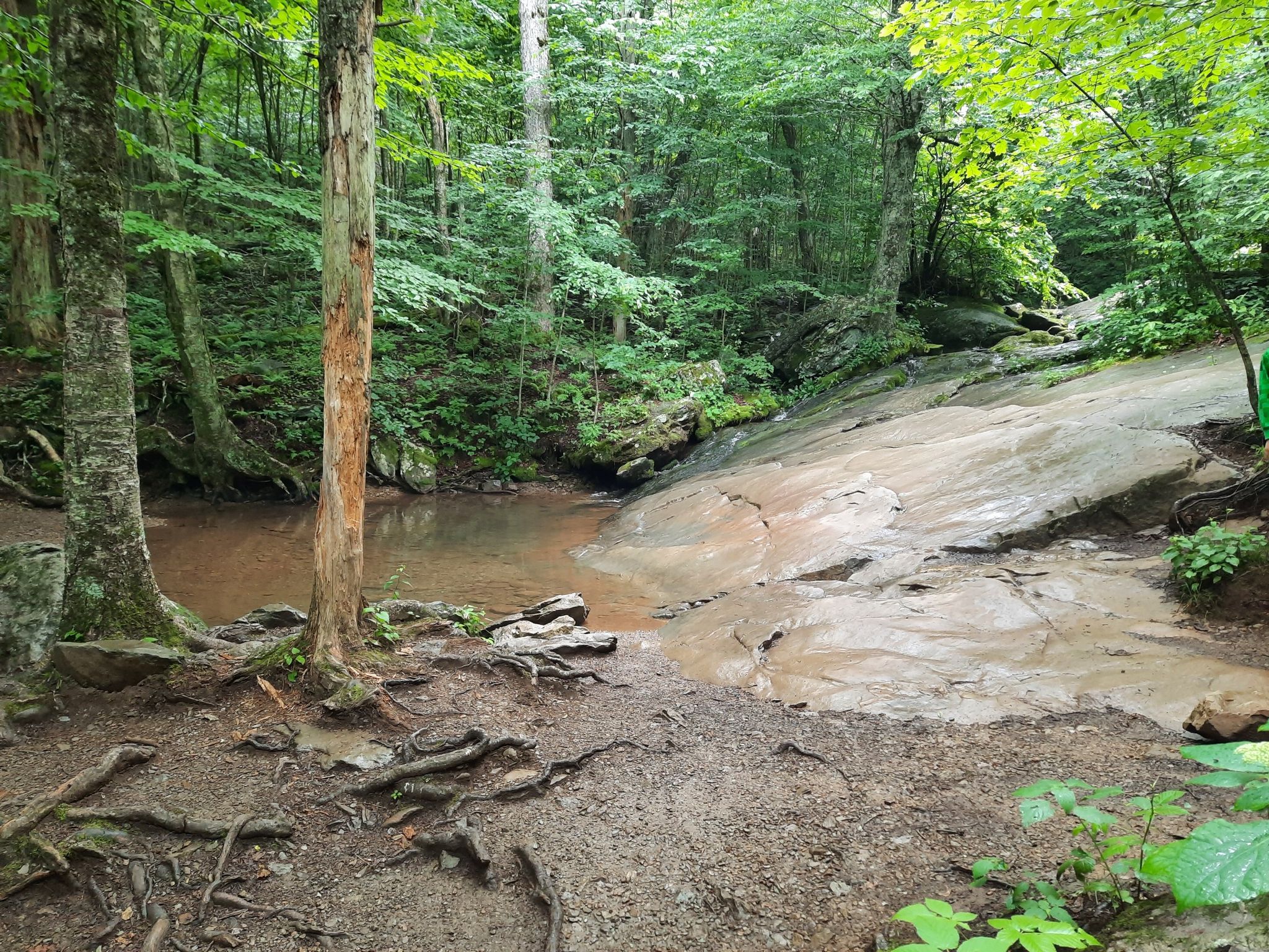Forest stream with exposed tree roots and rock under dappled light. - Dark Hollow Falls – Mid Falls loop from Big Meadows Wayside