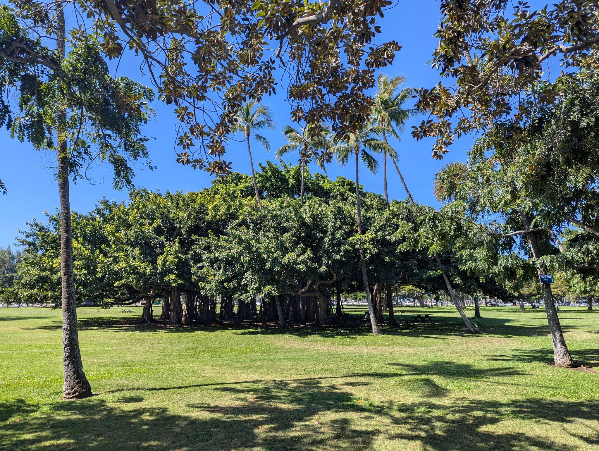 Large banyan tree in a sunny green park with palm trees. - Kapiolani Park loop from Diamond Head