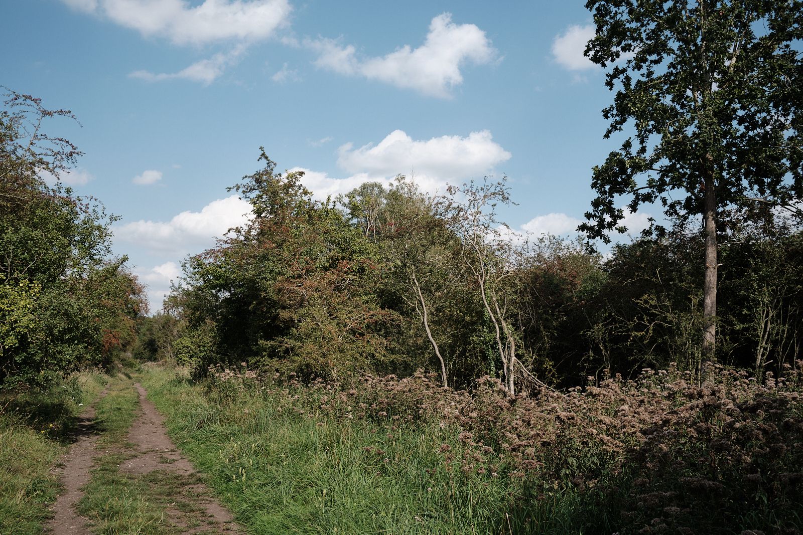 Marham Fen