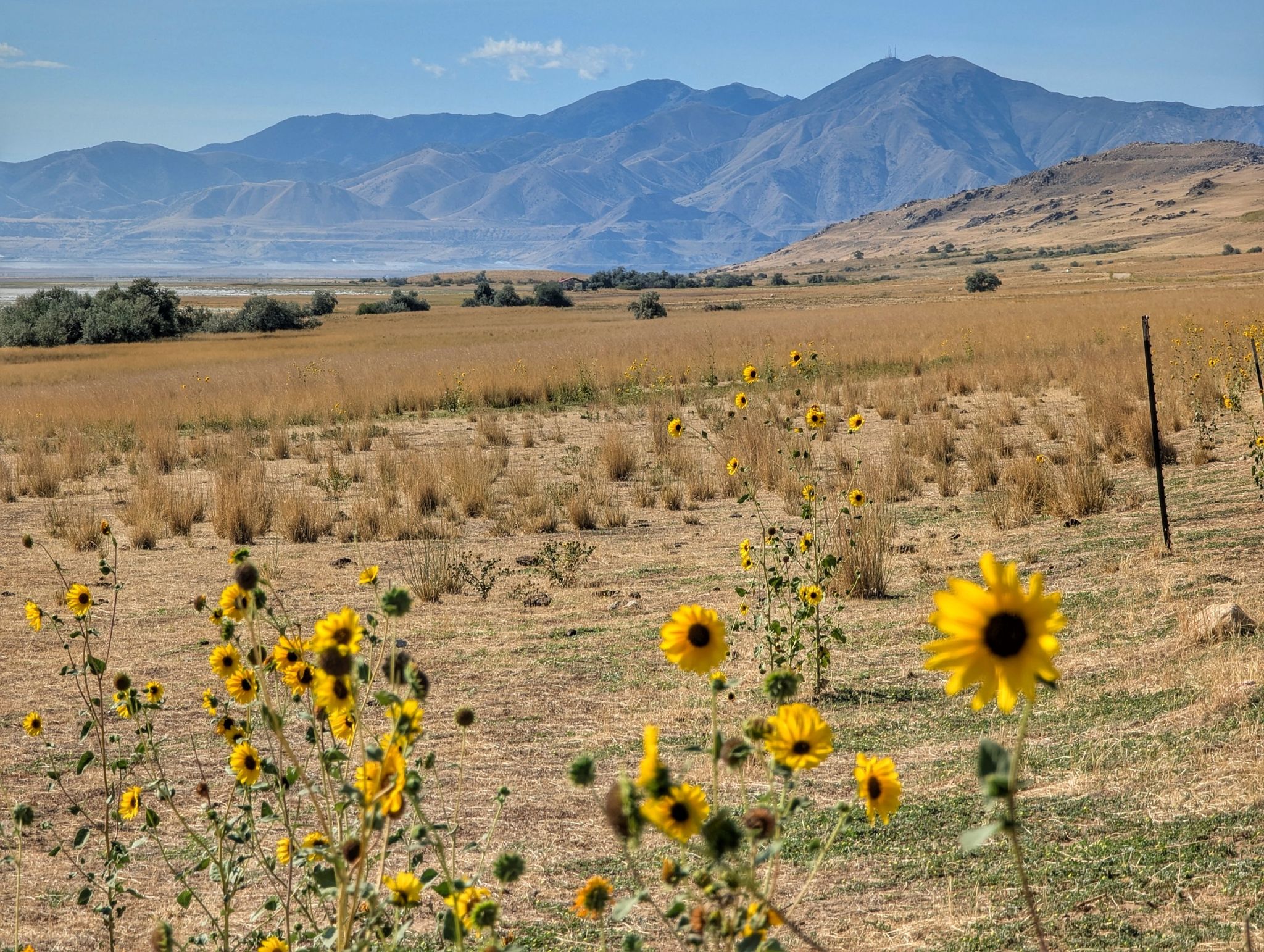 Bright sunflowers in a dry field with distant mountains and water under blue sky. - Mountain View Trail – The Sentry Loop Trail loop from Frary Peak