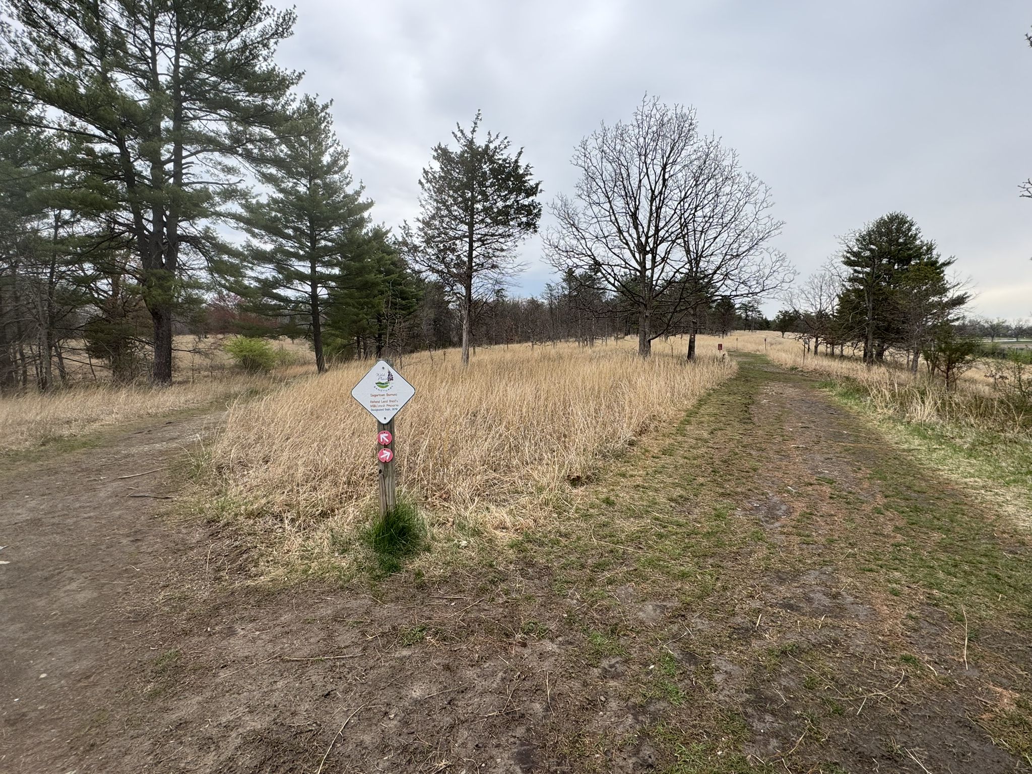 A dirt path forks in a dry grassy field with a trail marker. - Willisbrook Preserve Red Trail