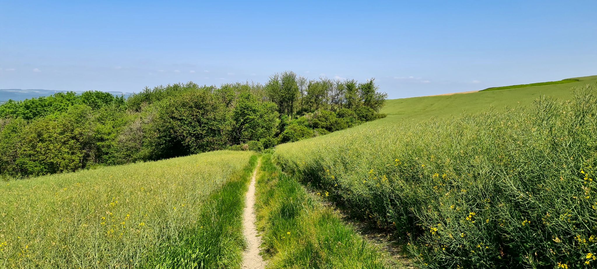 Rapsblüte an der Mosel ist zu Ende