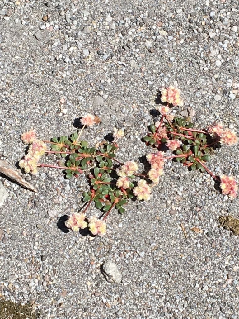 Alpine flowers