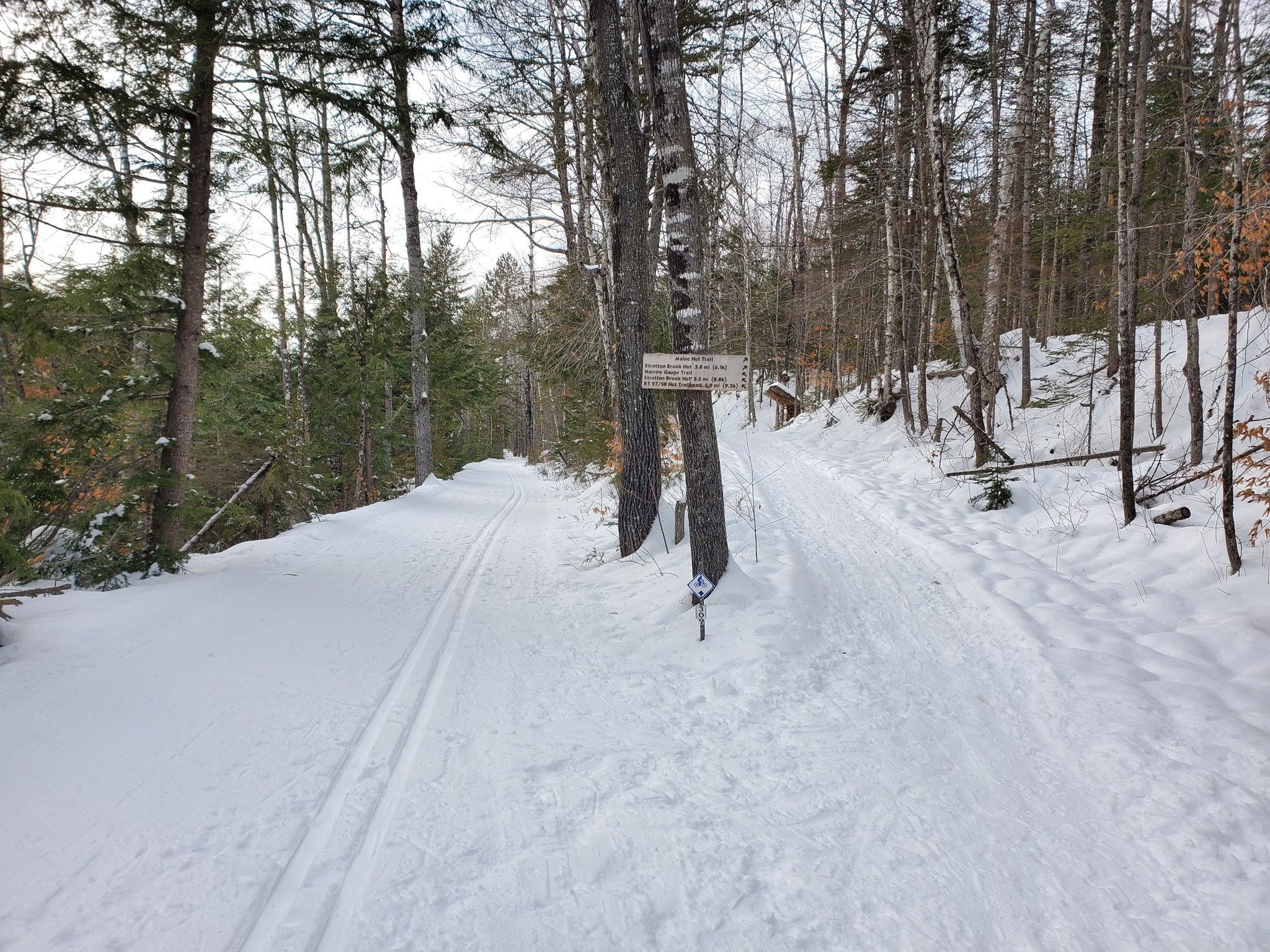 Snowy forest path with ski tracks splits, surrounded by bare trees. - Sugarloaf Mountain loop from Parking Lot Lower F
