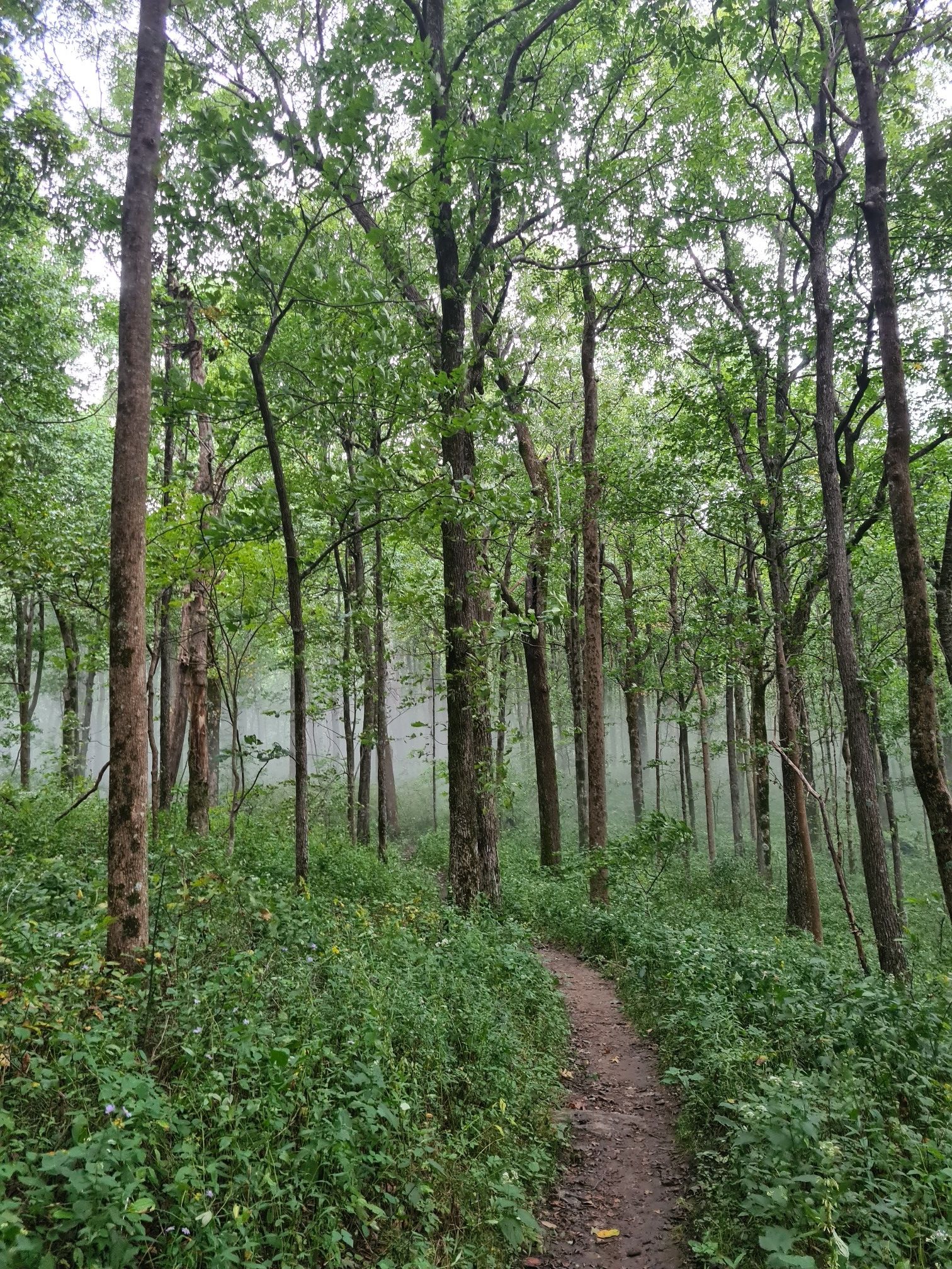 A narrow dirt path winds through a dense, green forest on a cloudy day. - Appalachian Approach Trail to Springer Mountain