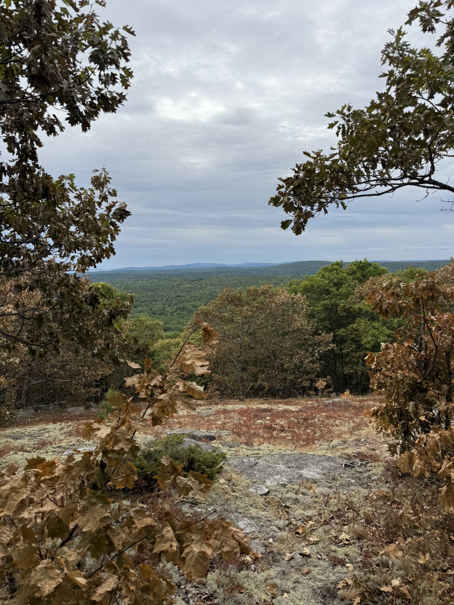 Overcast view of a forested valley and distant hills framed by autumn trees. - Mt. Waldo South Trail