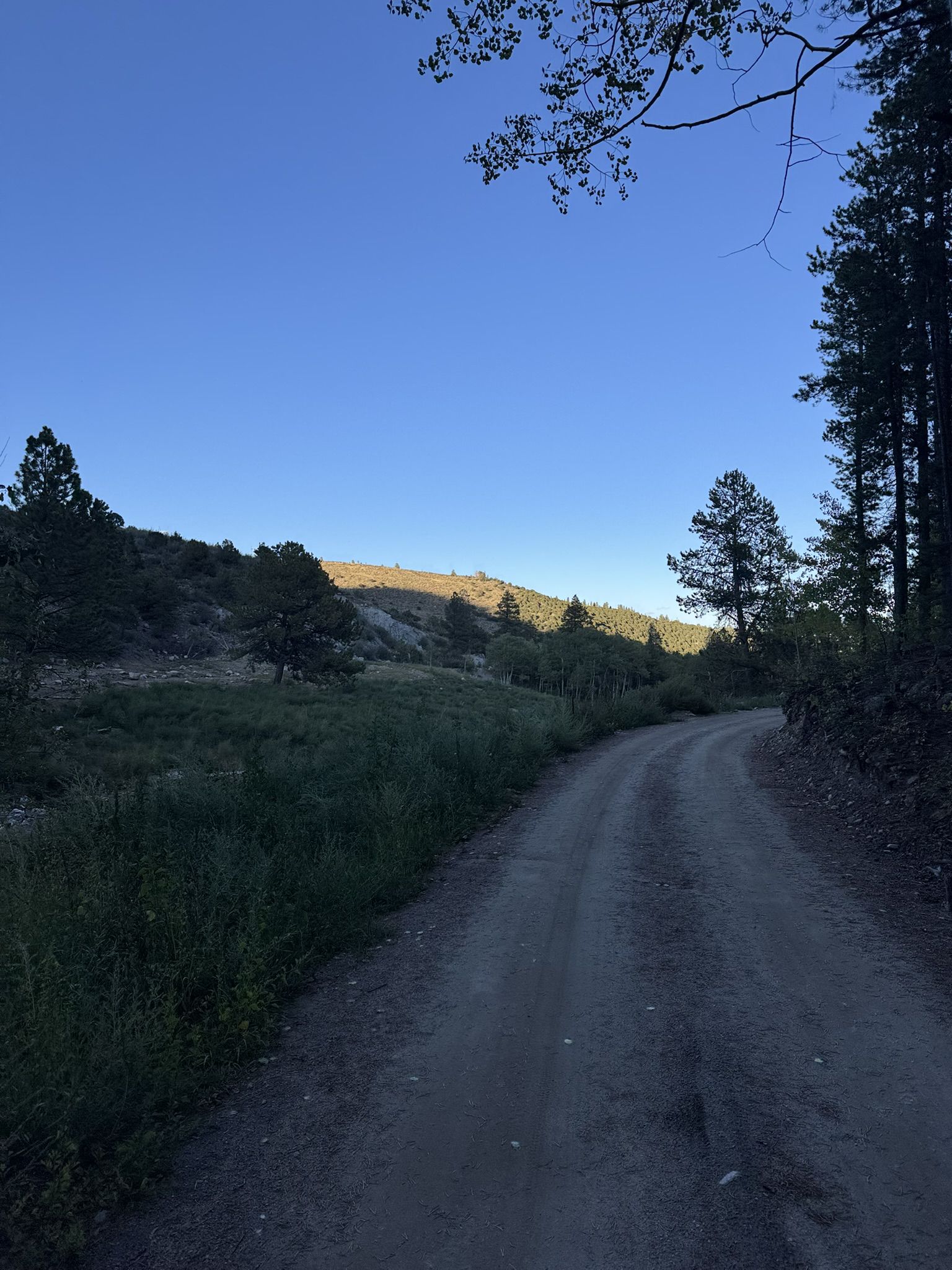 A dirt road winds through a valley with trees and distant hills under a clear sky. - Colorado Trail: Segment 15