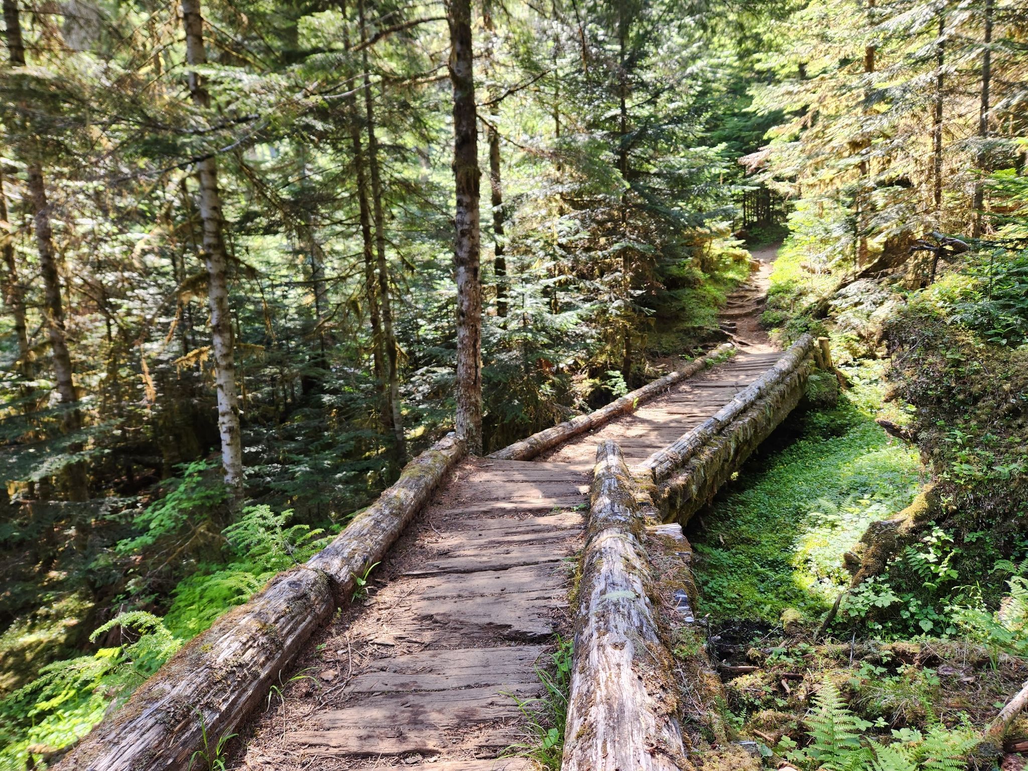 Wooden boardwalk trail winding through a sunlit, lush green forest. - Lake Angeles Trail