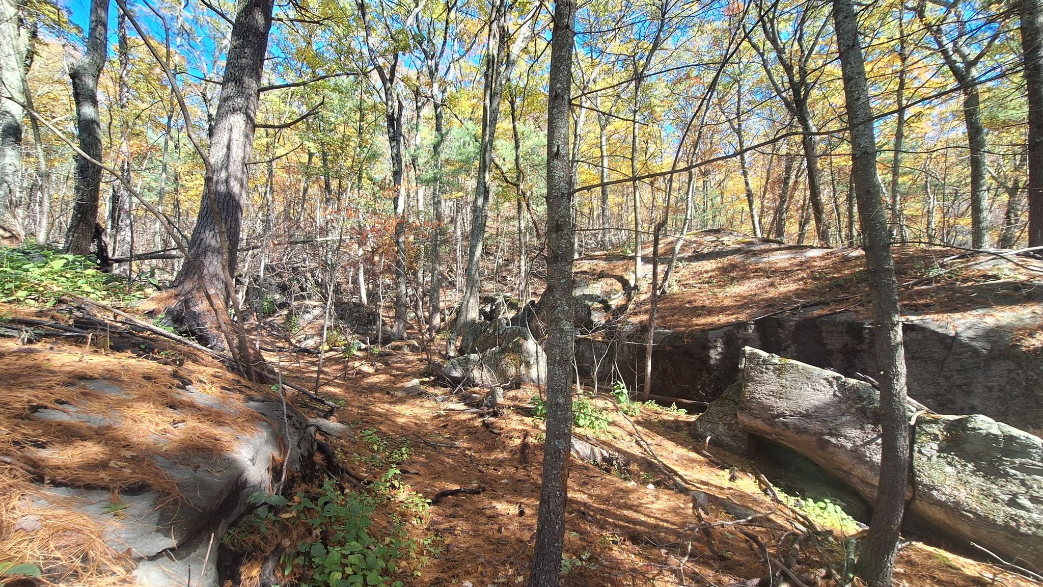 Sunny forest floor with autumn leaves, pine needles, trees, and large rocks. - East Mountain via Appalachian Trail