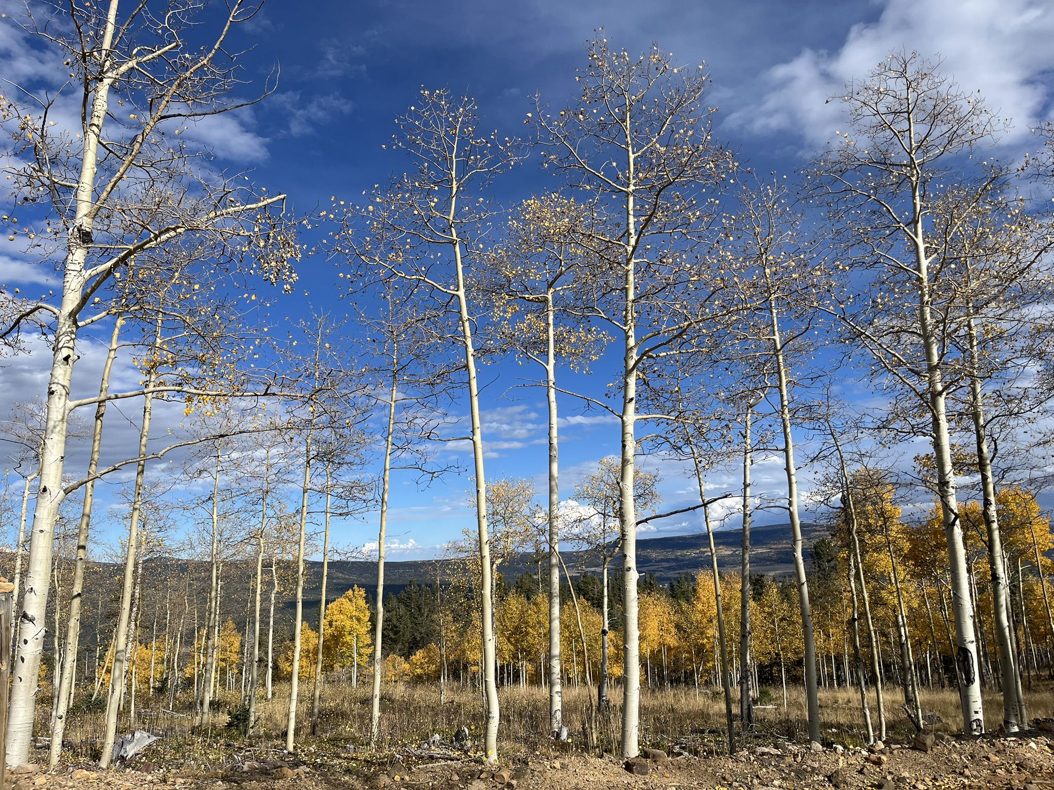 Tall bare and yellow aspen trees under a bright blue sky. - South Boundary Trail (Start) loop from Enchanted Moon Campground